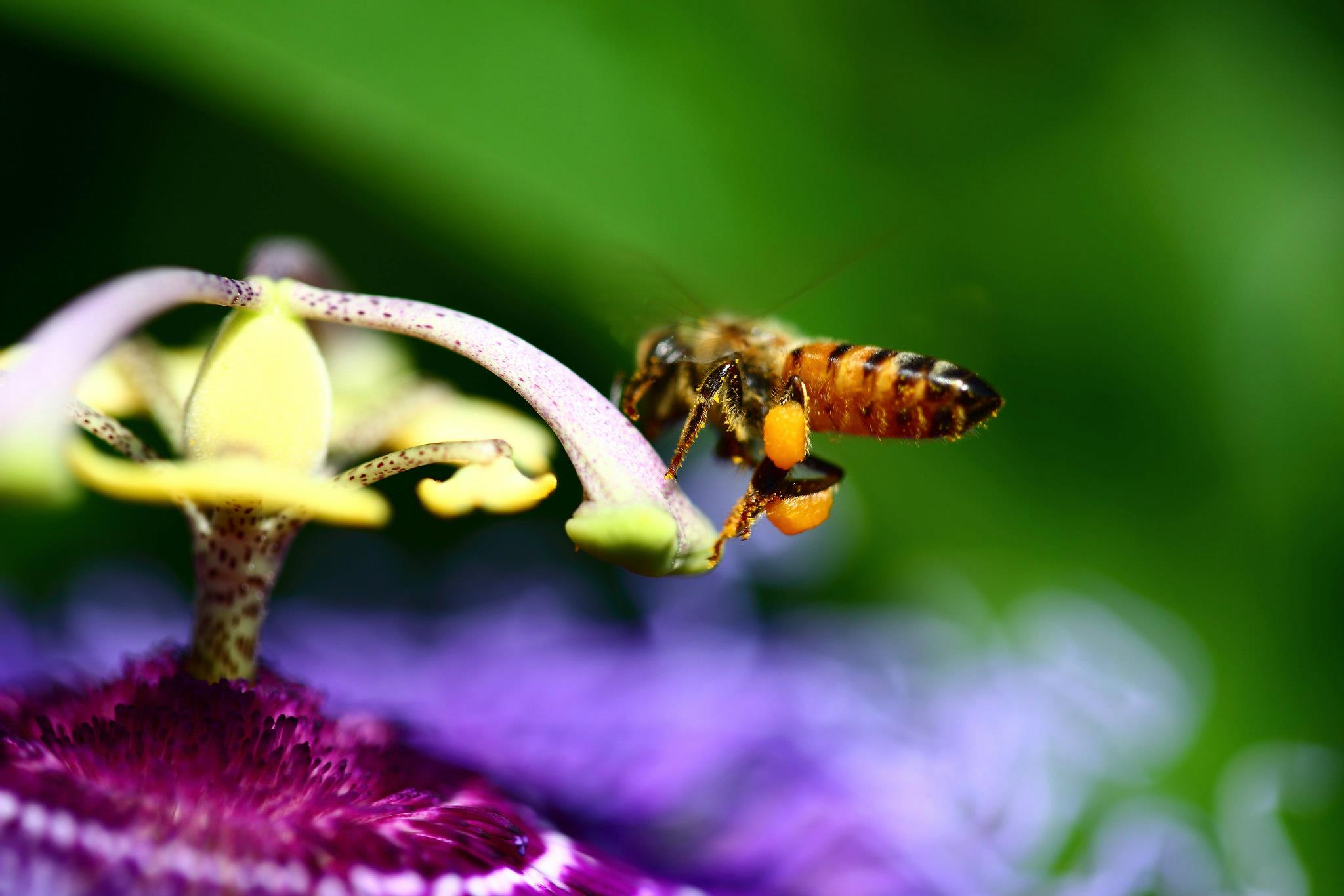 Pollen -  by Scott Smith Photos