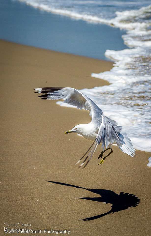 Landing - A gull approaching the sand, looking for a snack. by Scott Smith Photos