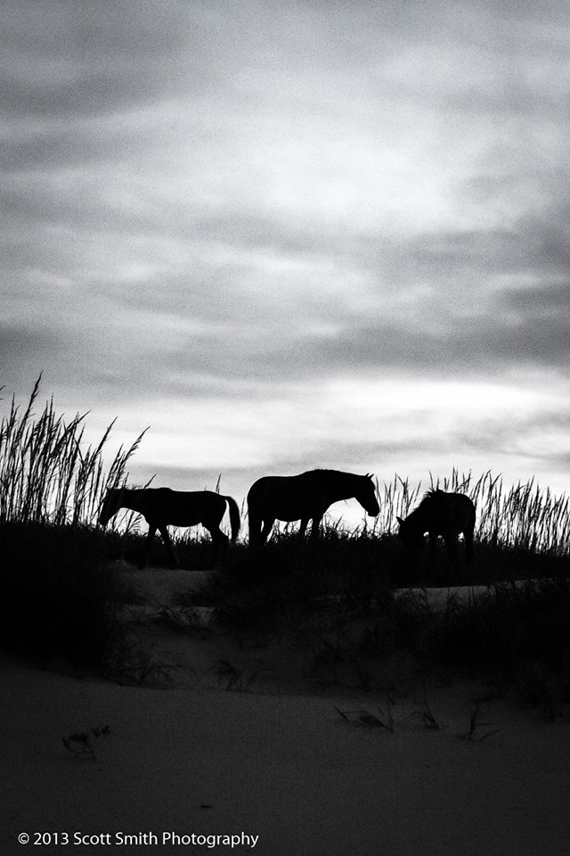 Wild Horses of Currituck No 2 -  by Scott Smith Photos