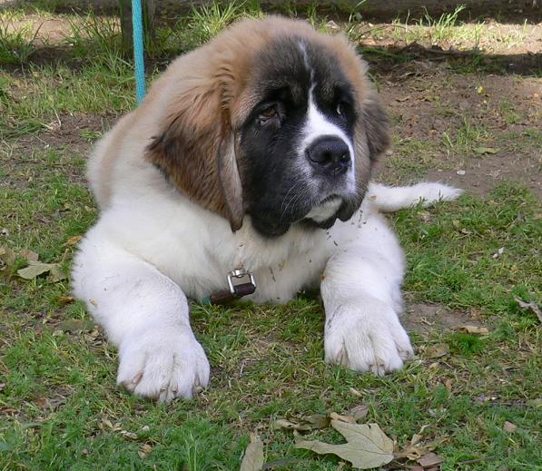 st_bernard_pup.jpg -  by Scott Smith Photos