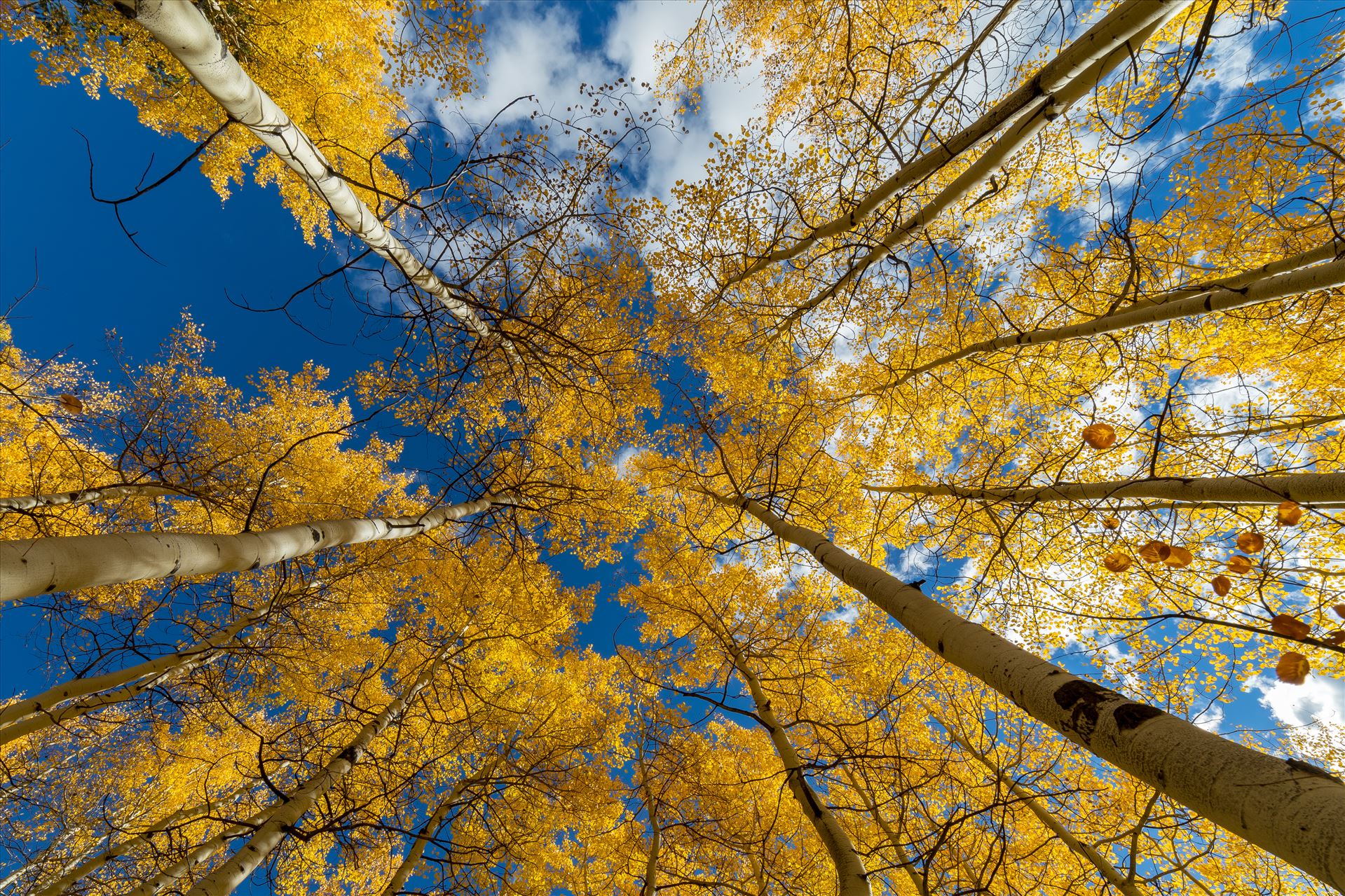 Aspens to the Sky No 3 - Aspens reaching skyward in Fall. Taken near Maroon Creek Drive near Aspen, Colorado. by Scott Smith Photos