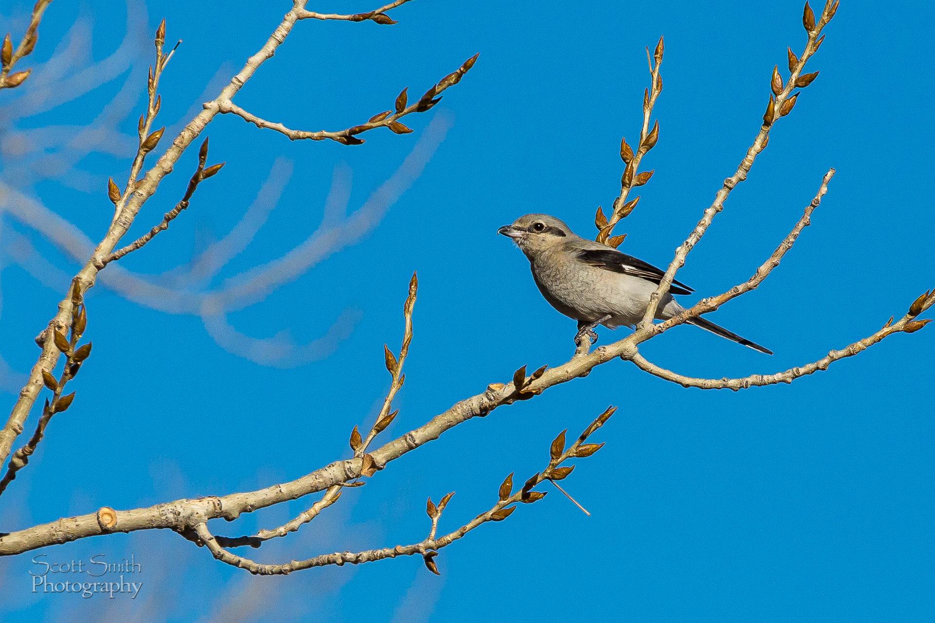 Lark Bunting - Lark Bunting at the Rocky Mountain Arsenal Wildlife Refuge. by Scott Smith Photos