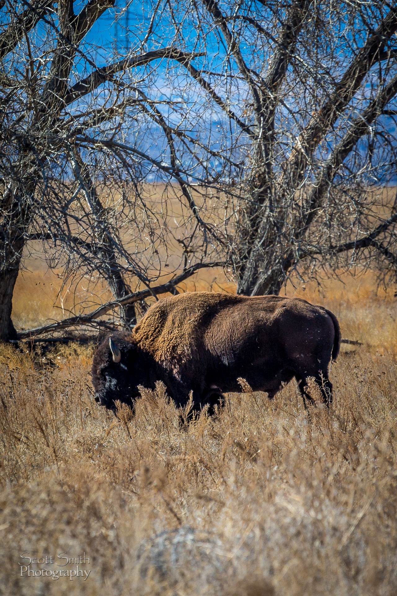 Bison - A bison at the Rocky Mountain Arsenal Wildlife Refuge.. by Scott Smith Photos