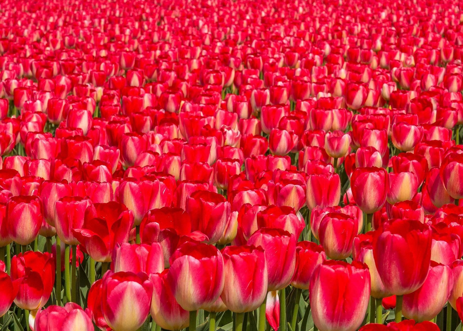 Tulips, Tulips, Tulips - From the 2012 Skagit County Tulip Festival in Washington. by Scott Smith Photos