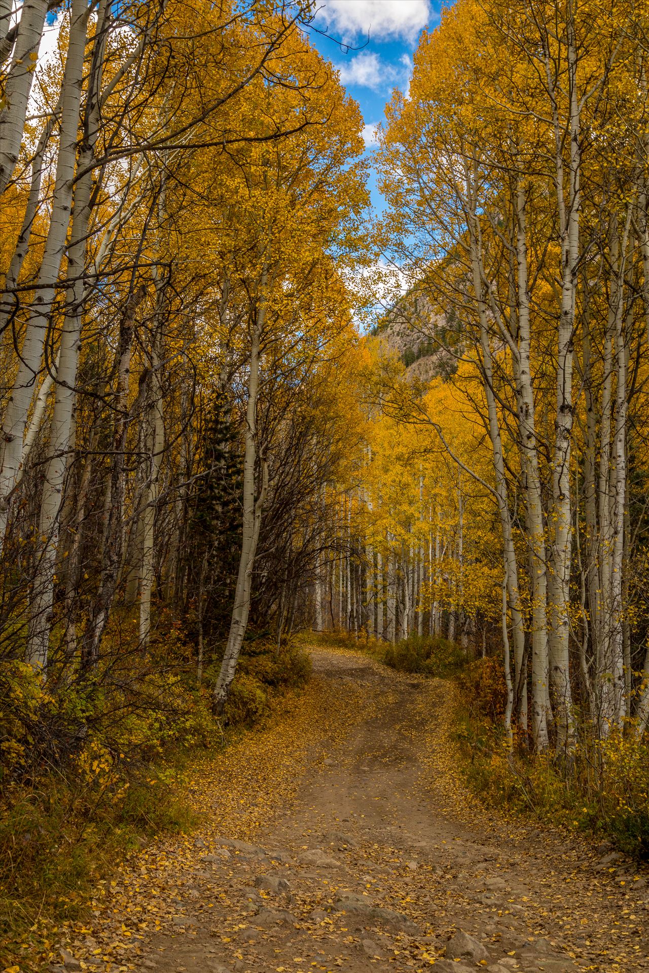 Road to Crystal - Aspens close in a canopy over Road #3, near Crystal Colorado. by Scott Smith Photos