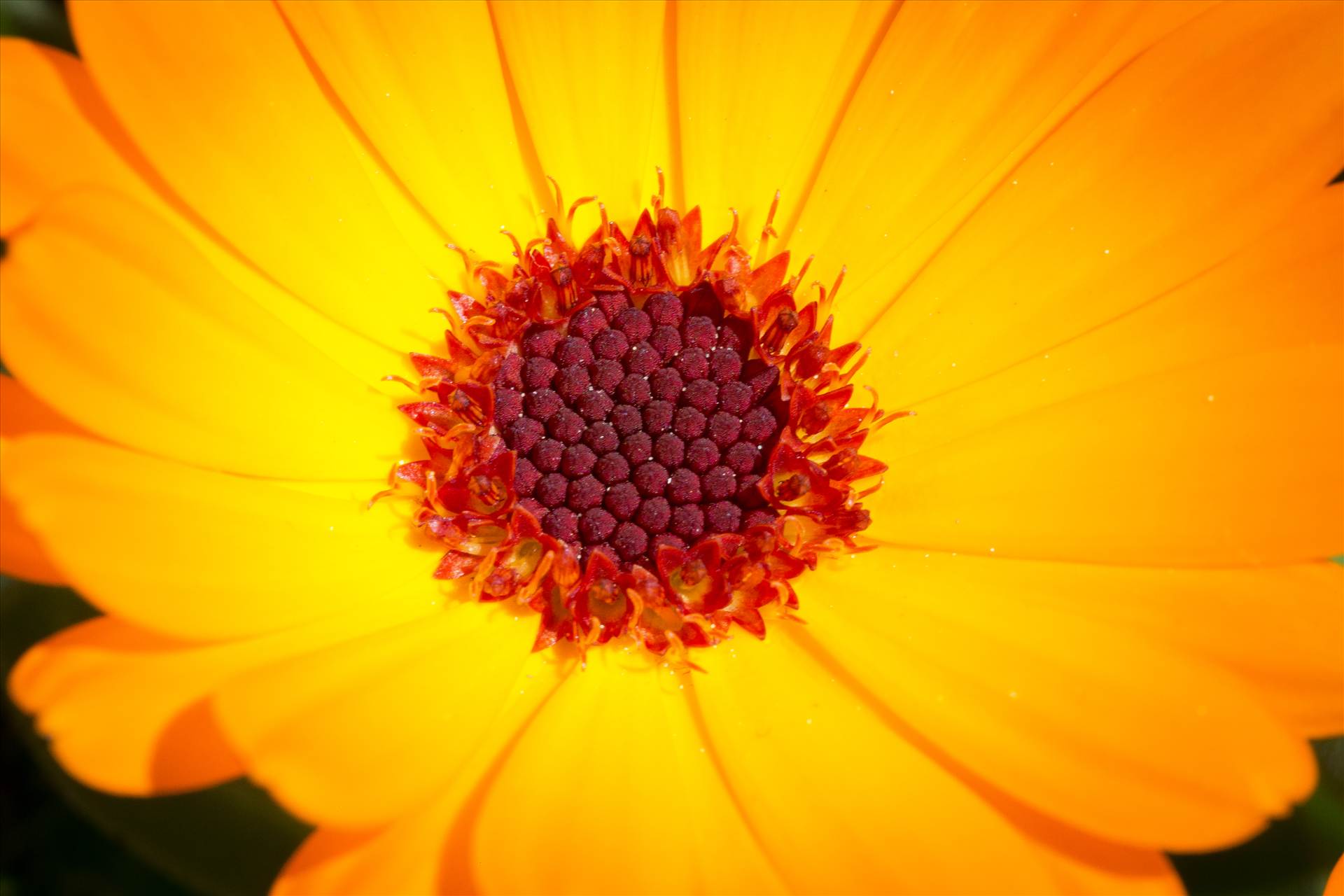 Spring Flower Closeup - A spring flower in Langley, Washington by Scott Smith Photos