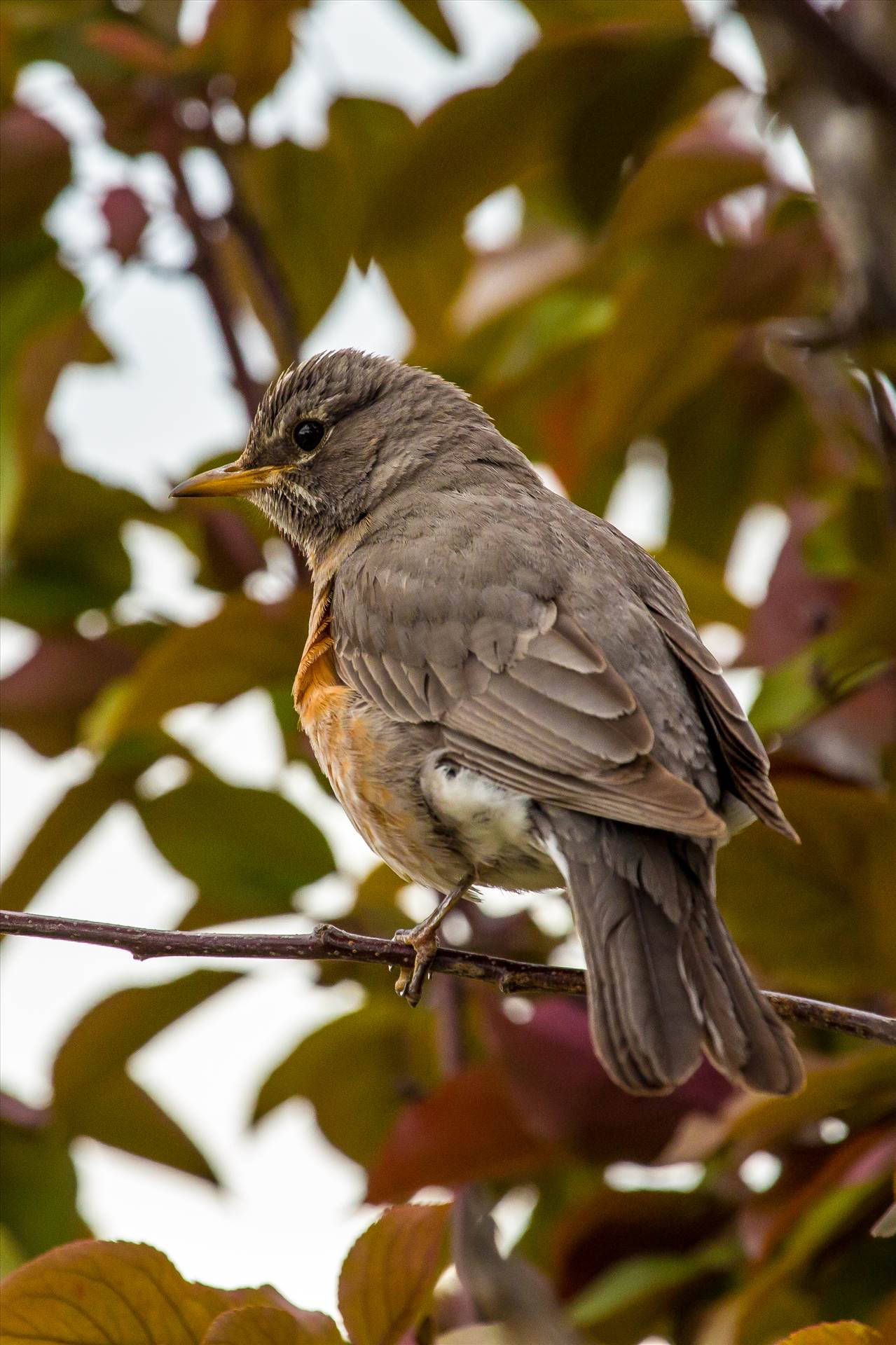 Mama Robin -  by Scott Smith Photos