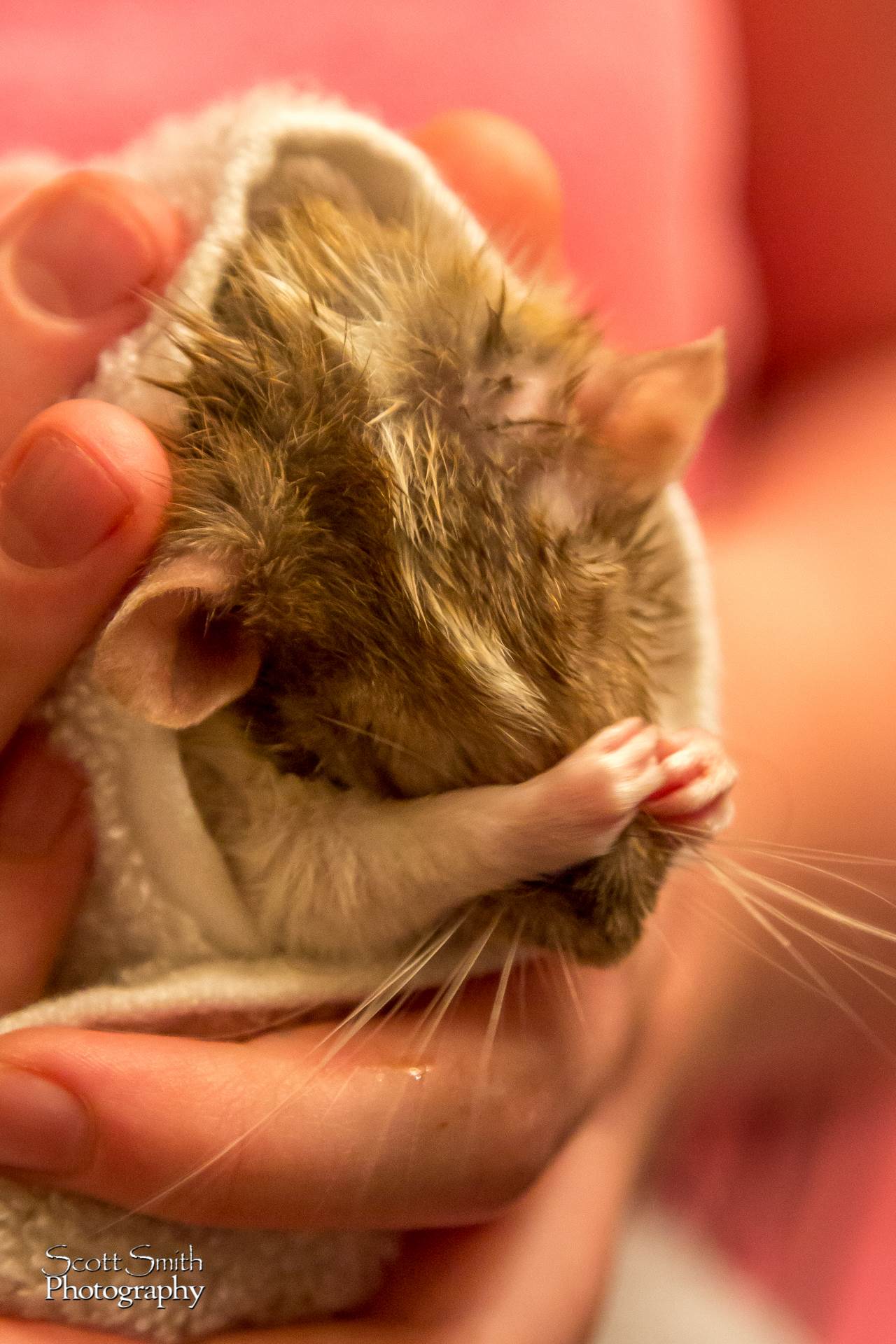 Bathtime - A dumbo rat gets a bath and begins grooming herself. by Scott Smith Photos