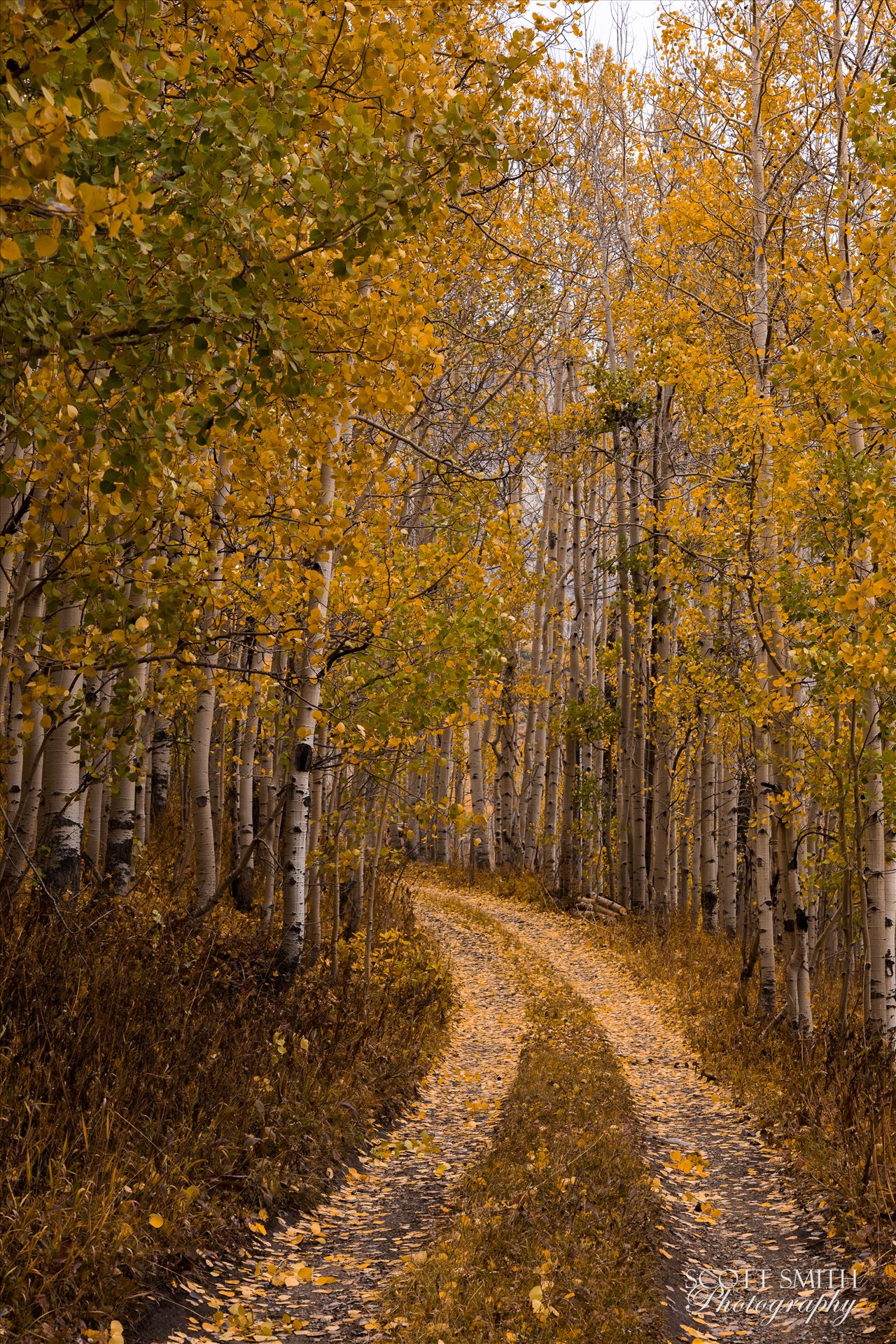 Unmarked Road -  by Scott Smith Photos