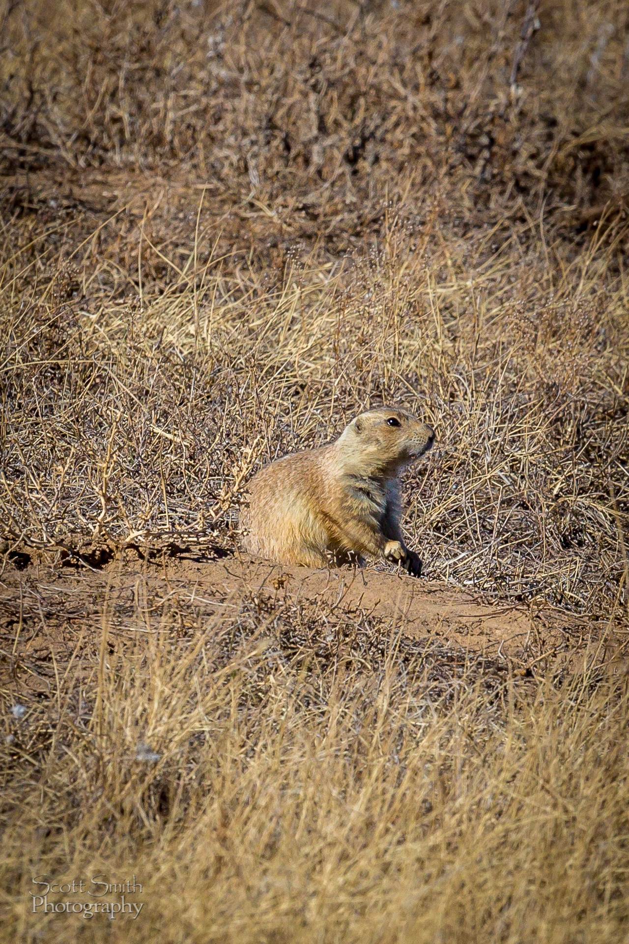 Groundhog - A ground enjoys the weather at the Rocky Mountain Arsenal Wildlife Refuge. by Scott Smith Photos