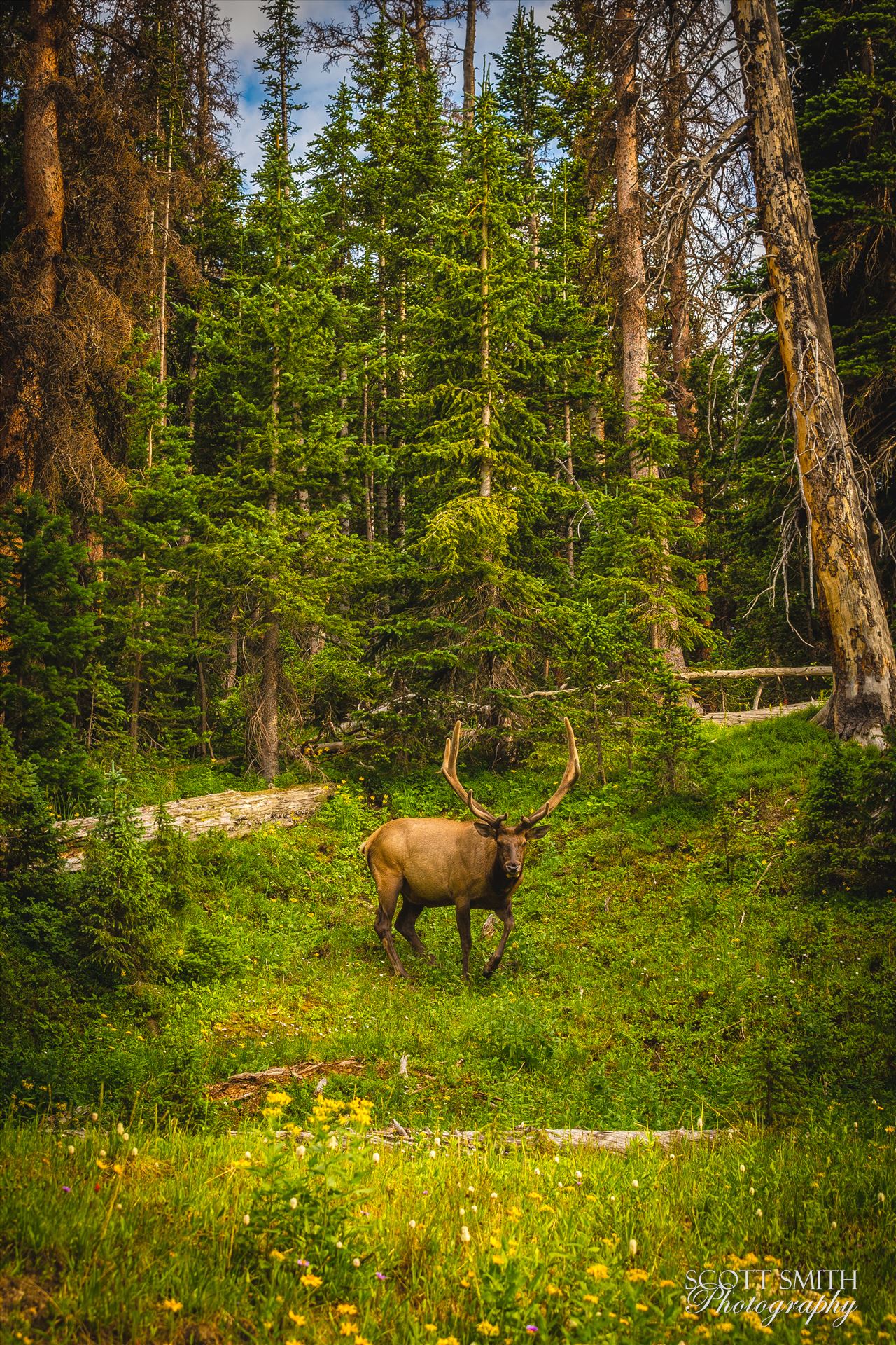 Elk in the Wild No 2 - A large buck enjoying a summer day in the Rocky Mountain National Park. by Scott Smith Photos
