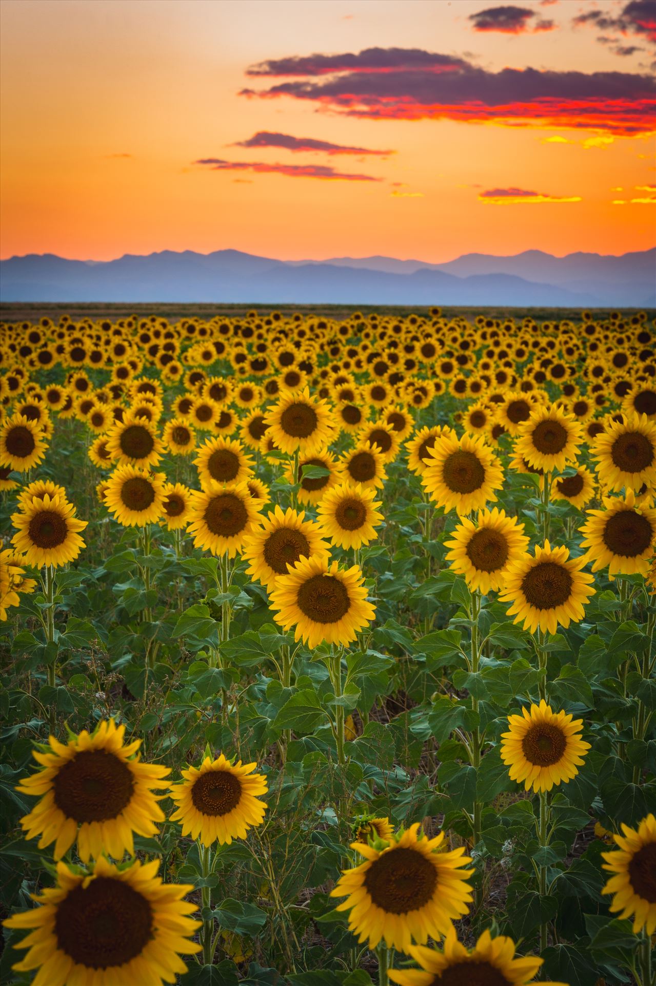 Denver Sunflowers at Sunset No 2 - Sunflower fields near Denver International Airport, on August 20th, 2016. Near 56th and E470. by Scott Smith Photos
