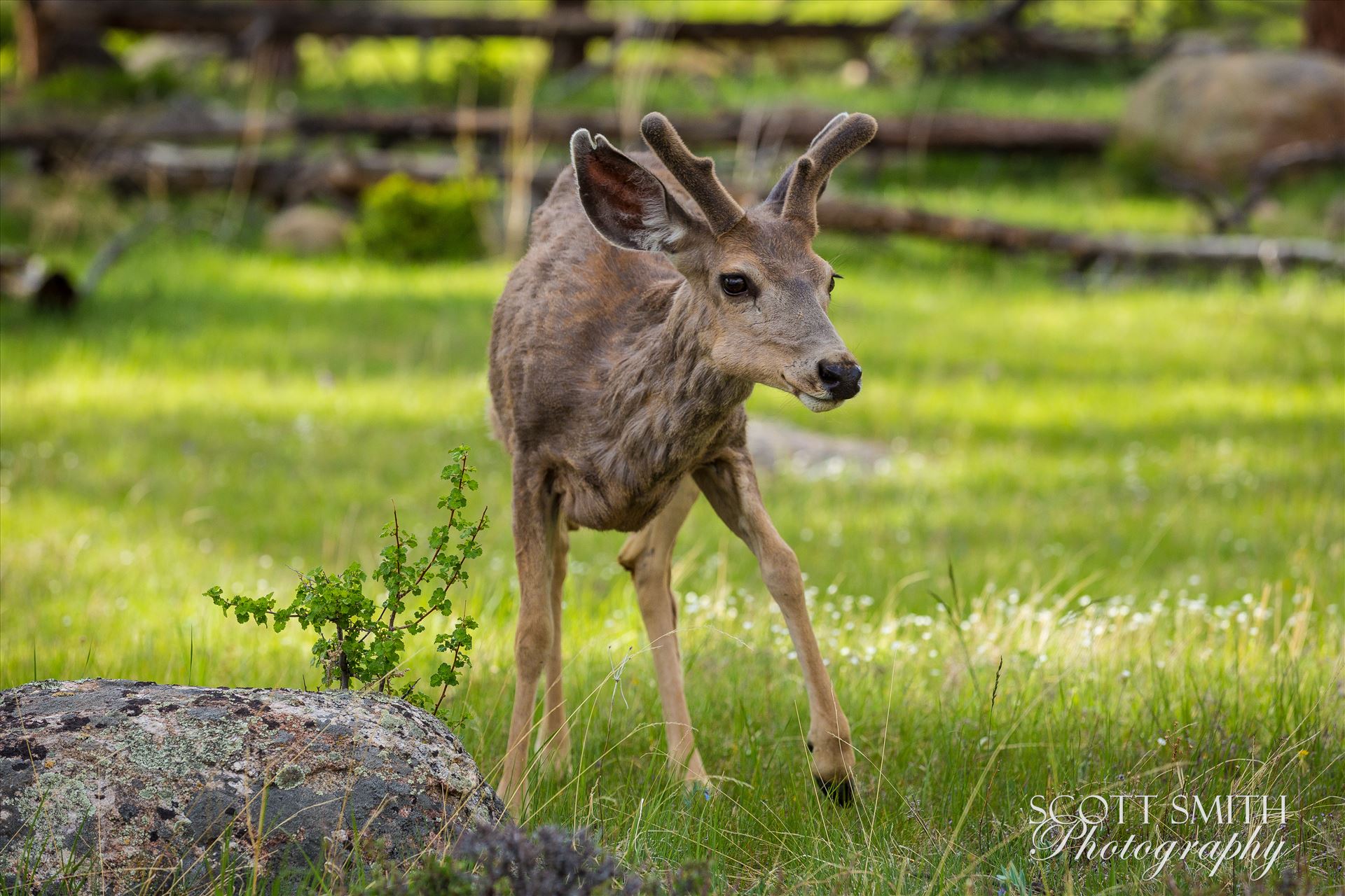 Rocky Mountain National Park Deer 2 -  by Scott Smith Photos