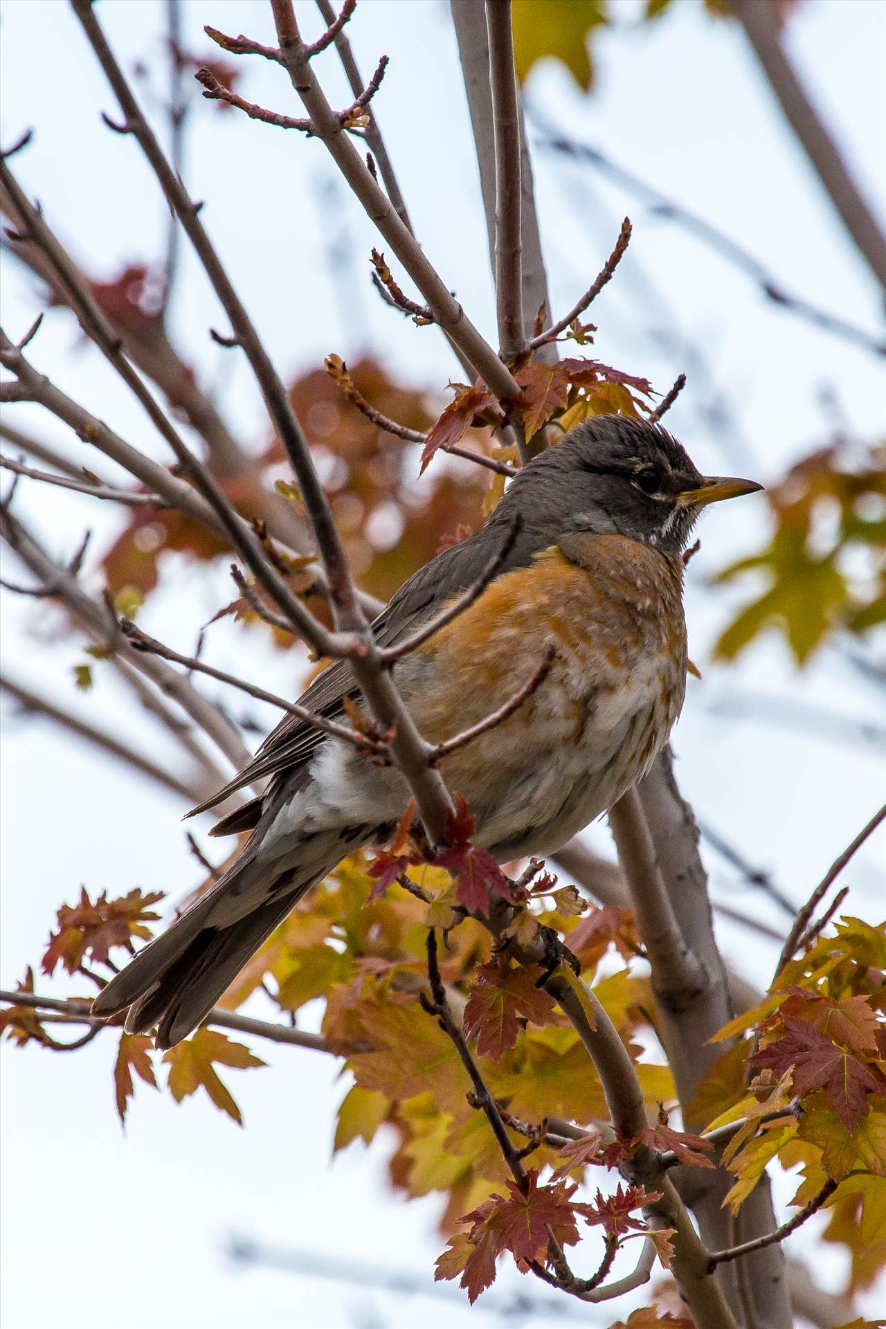 Mama Robin II -  by Scott Smith Photos