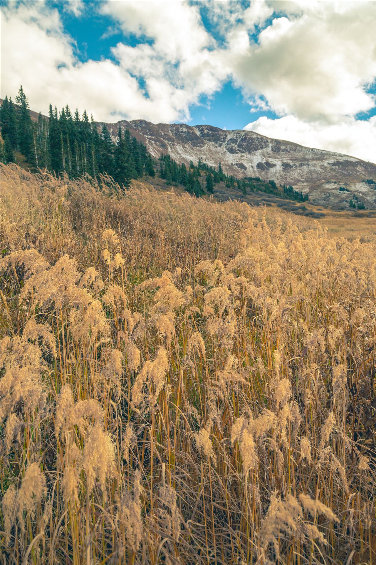 Into the Wild - Mount Baldy Wilderness Area near Crested Butte, Colorado. by Scott Smith Photos