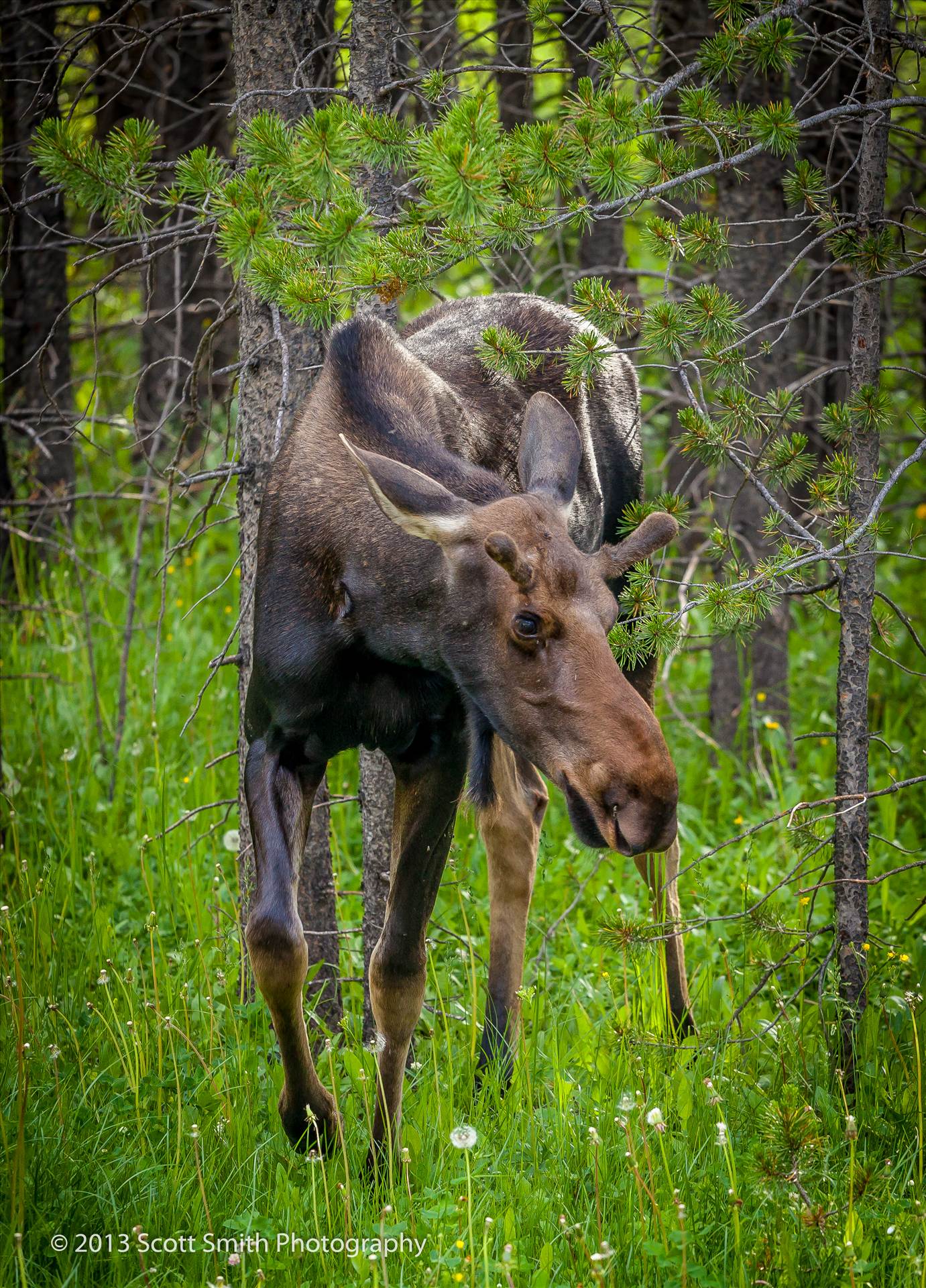 Rocky Mountain Moose - I ended up much closer to this beautiful beast than I meant to… Sometimes when you’re looking through a lens you lose perspective. by Scott Smith Photos