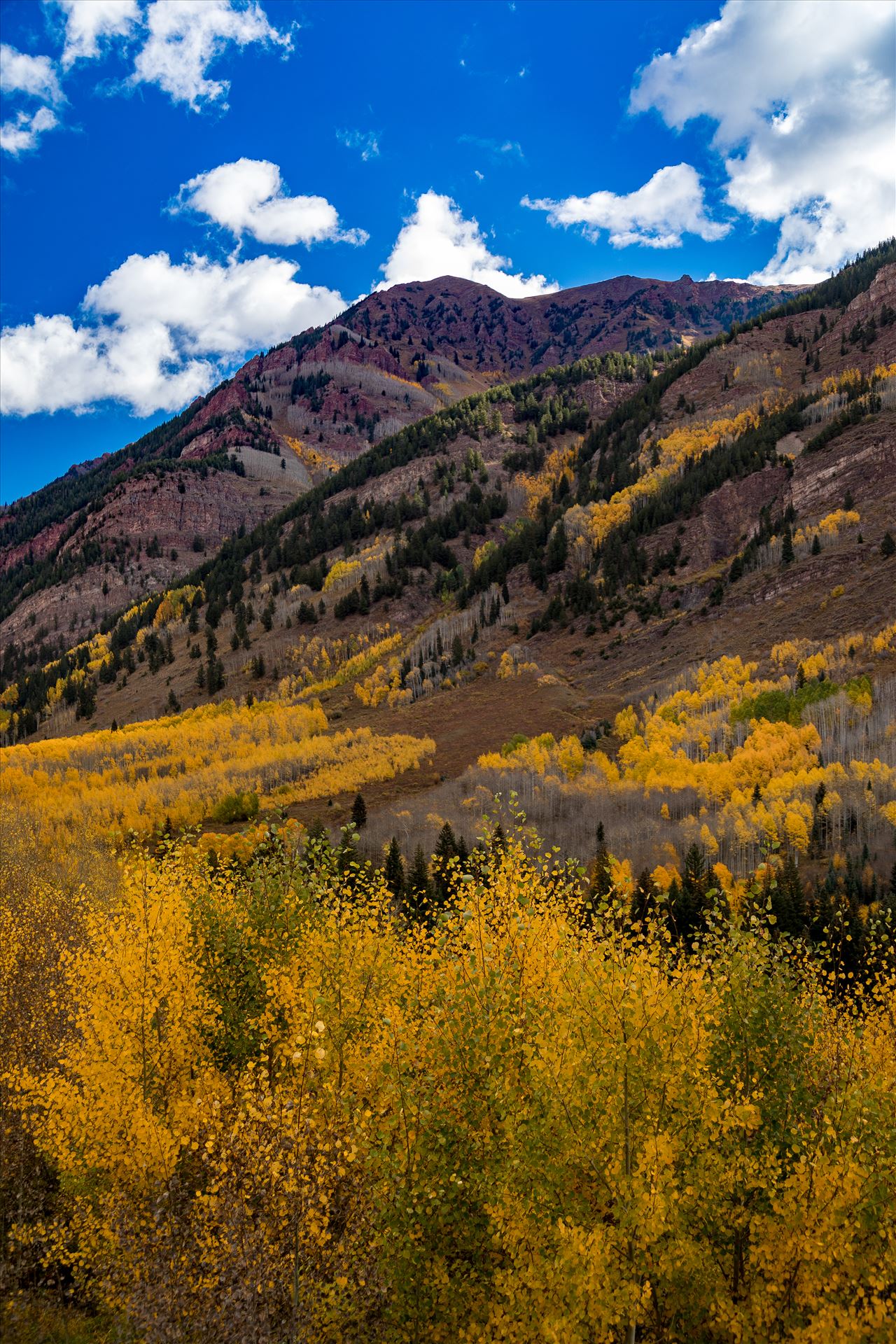 Fall in Aspen Snowmass Wilderness Area No 3 -  by Scott Smith Photos