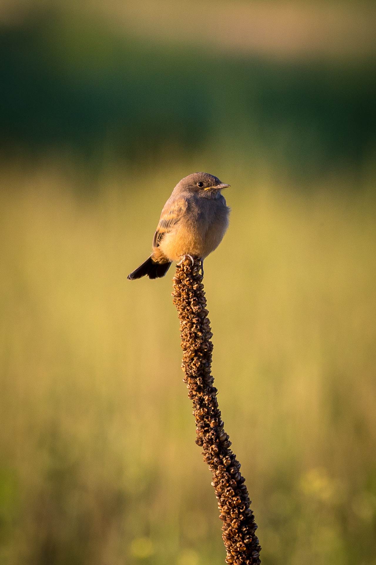 Well Balanced -  by Scott Smith Photos