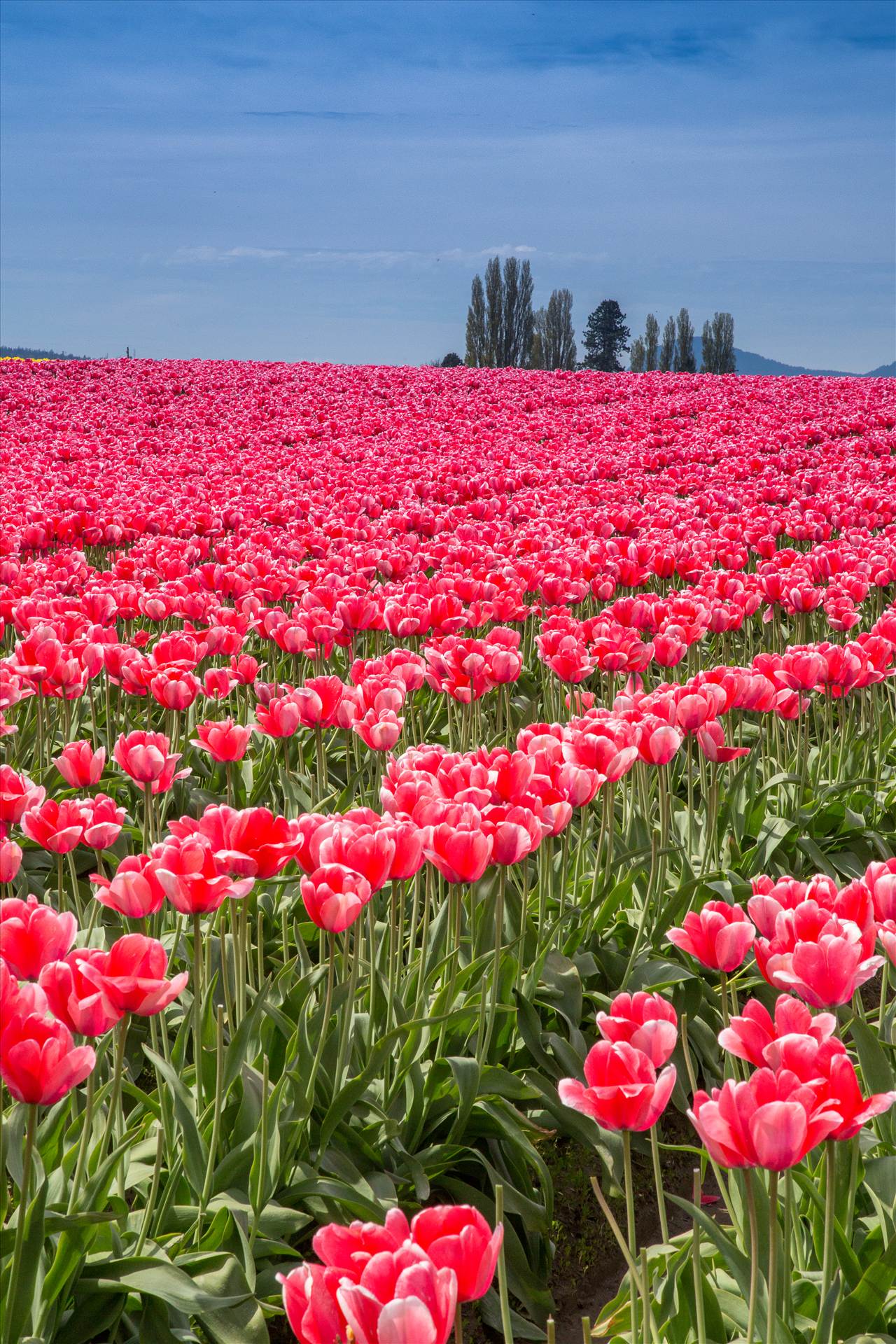 Tulips 3 - From the Skagit County Tulip Festival, 2012. by Scott Smith Photos