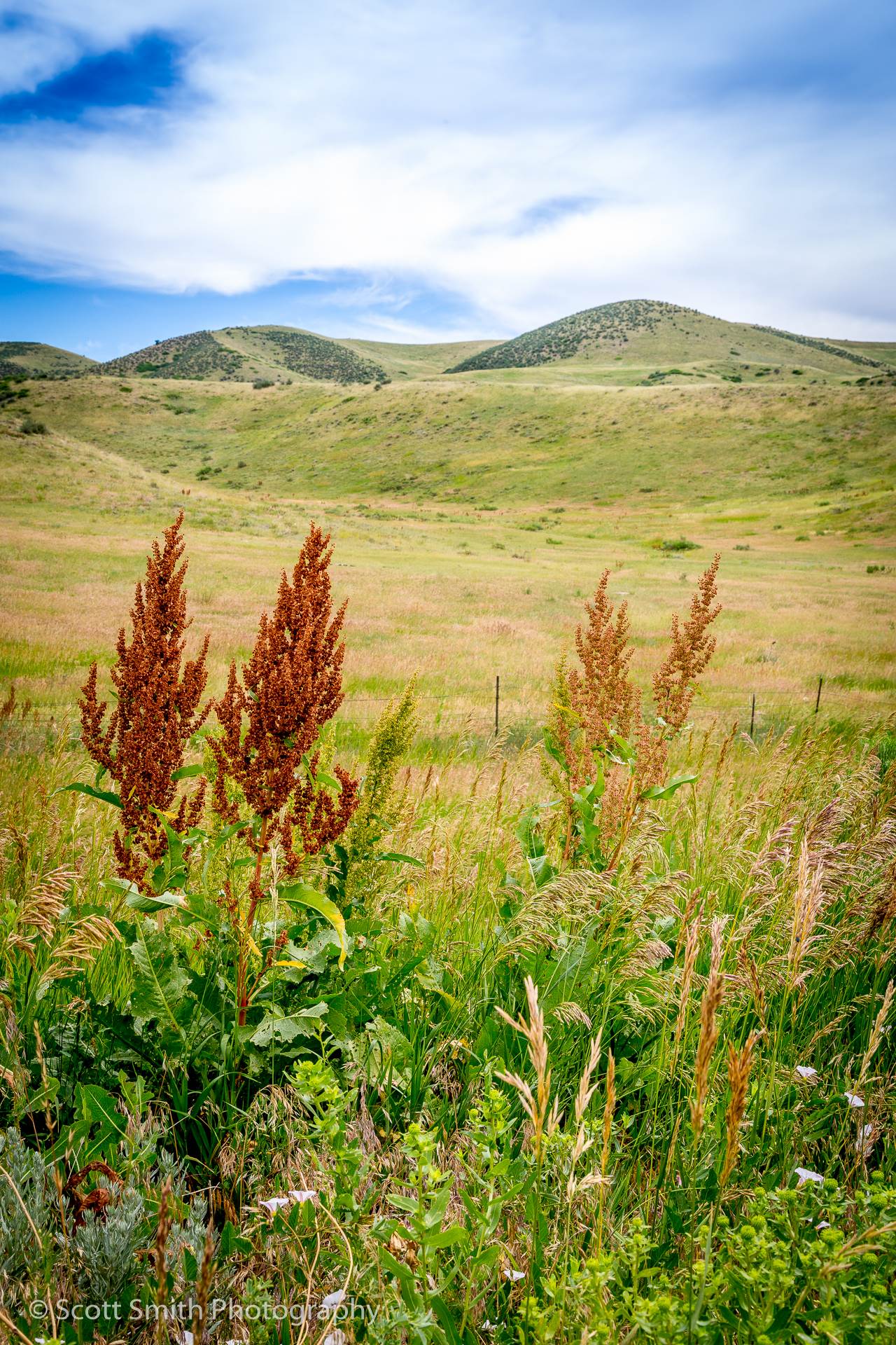 Gentle Hills Near Golden -  by Scott Smith Photos