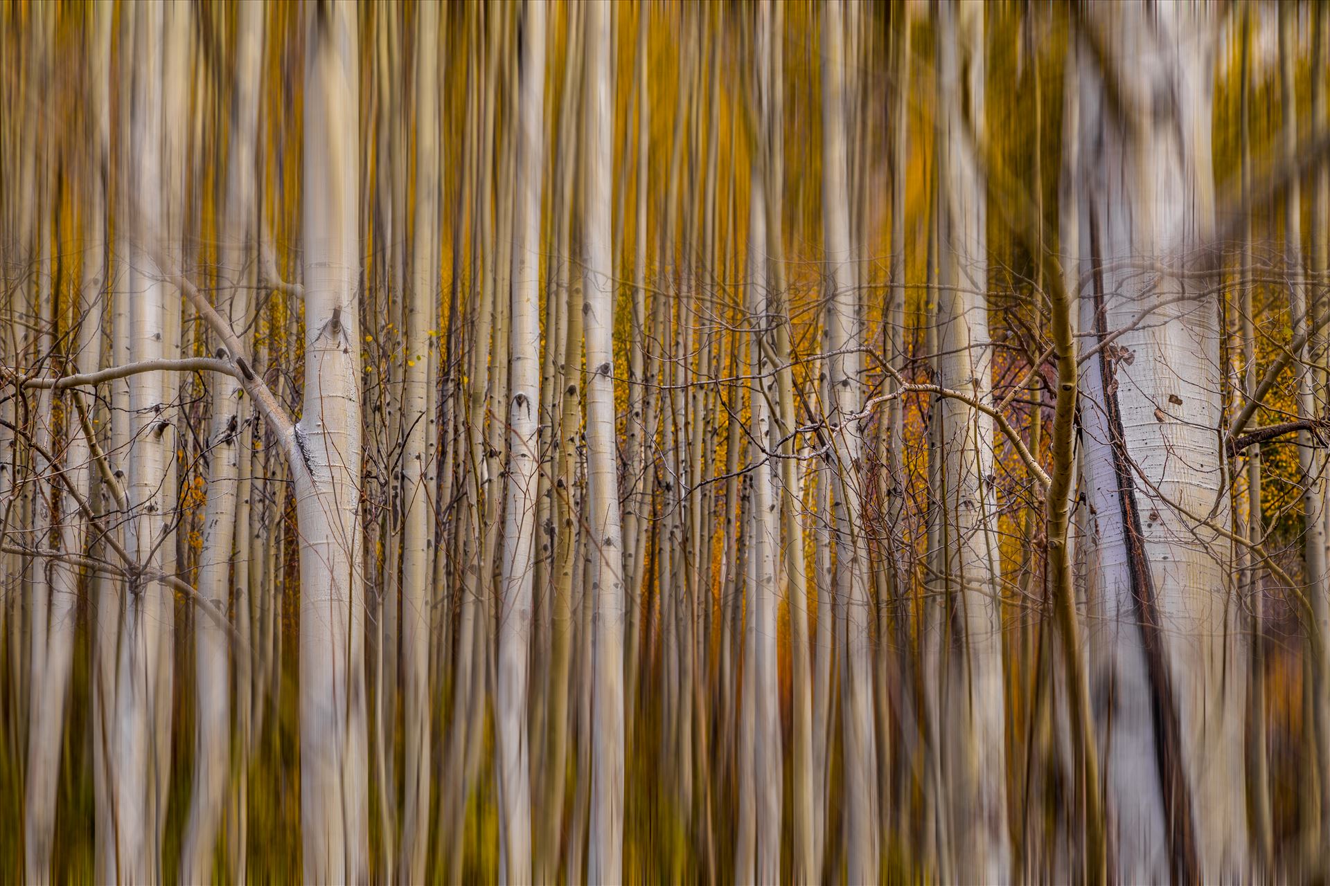 Aspen Alignment - Experimental edit of fall aspens. by Scott Smith Photos