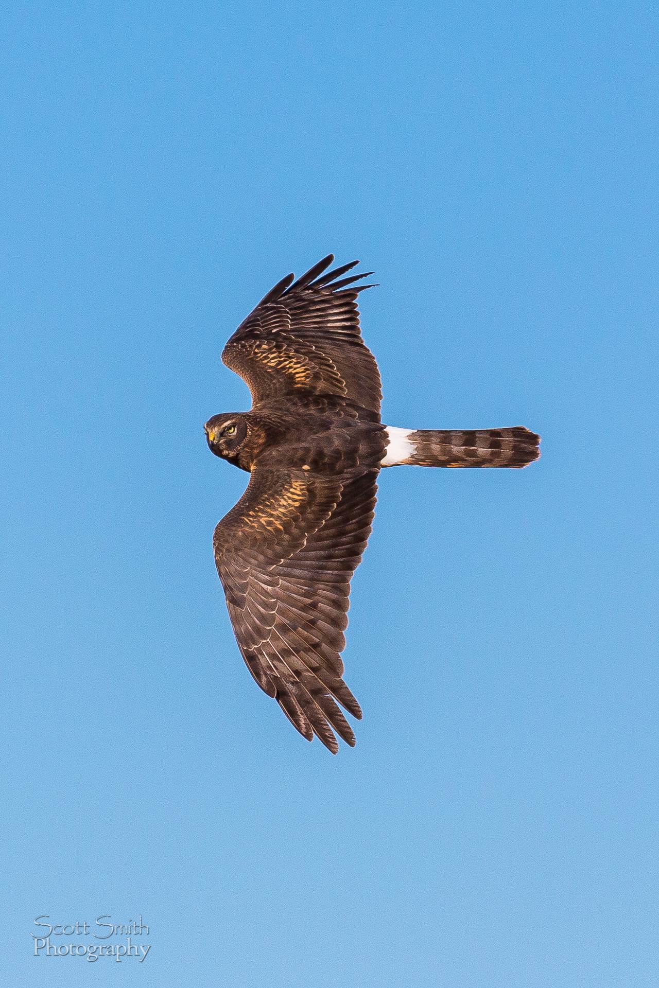 Marsh Hawk - Marsh hawk at the Rocky Mountain Arsenal Wildlife Refuge. by Scott Smith Photos