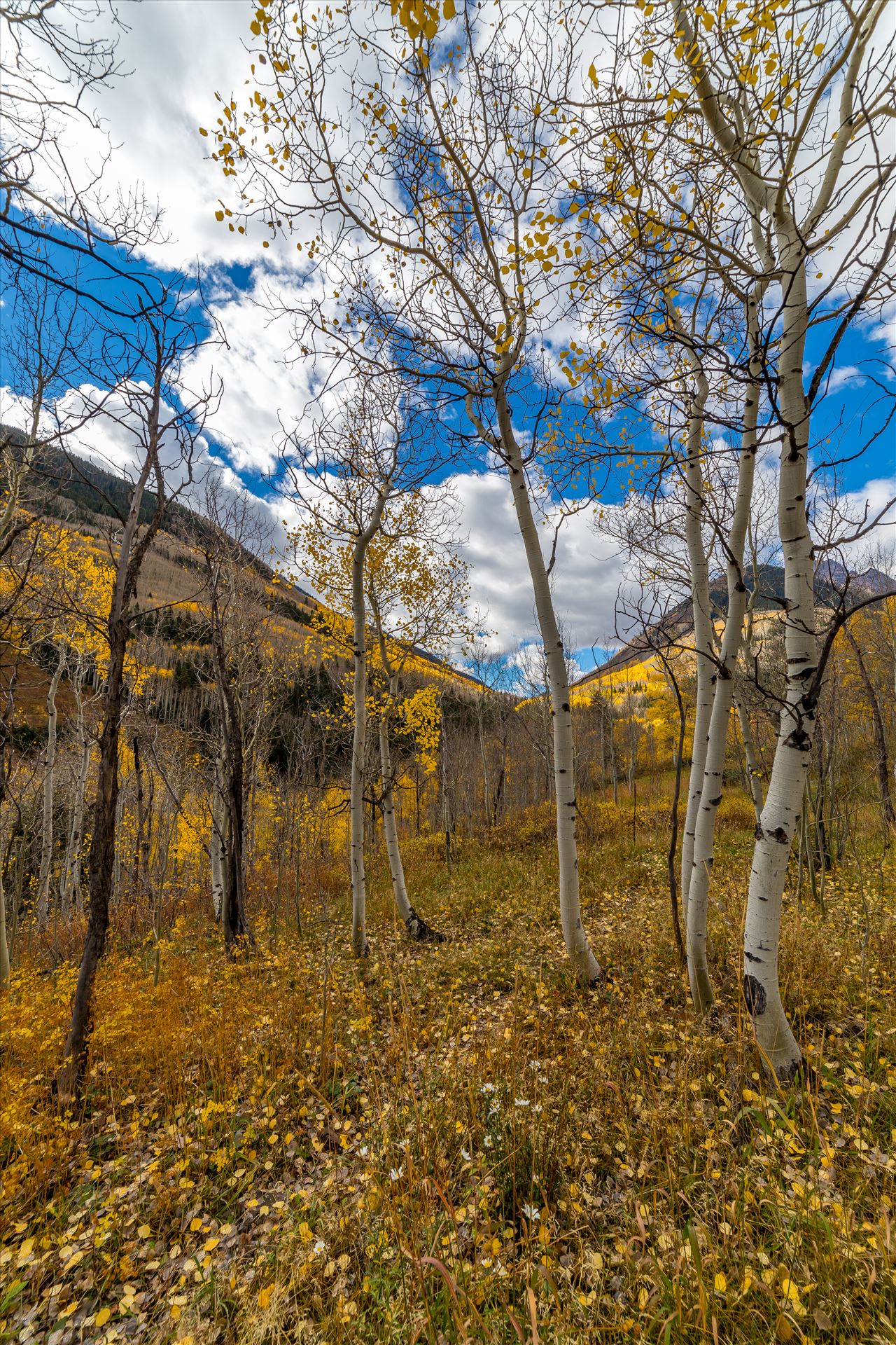 Maroon Creek Aspens - Just off Maroon Creek Drive near Aspen, Colorado by Scott Smith Photos