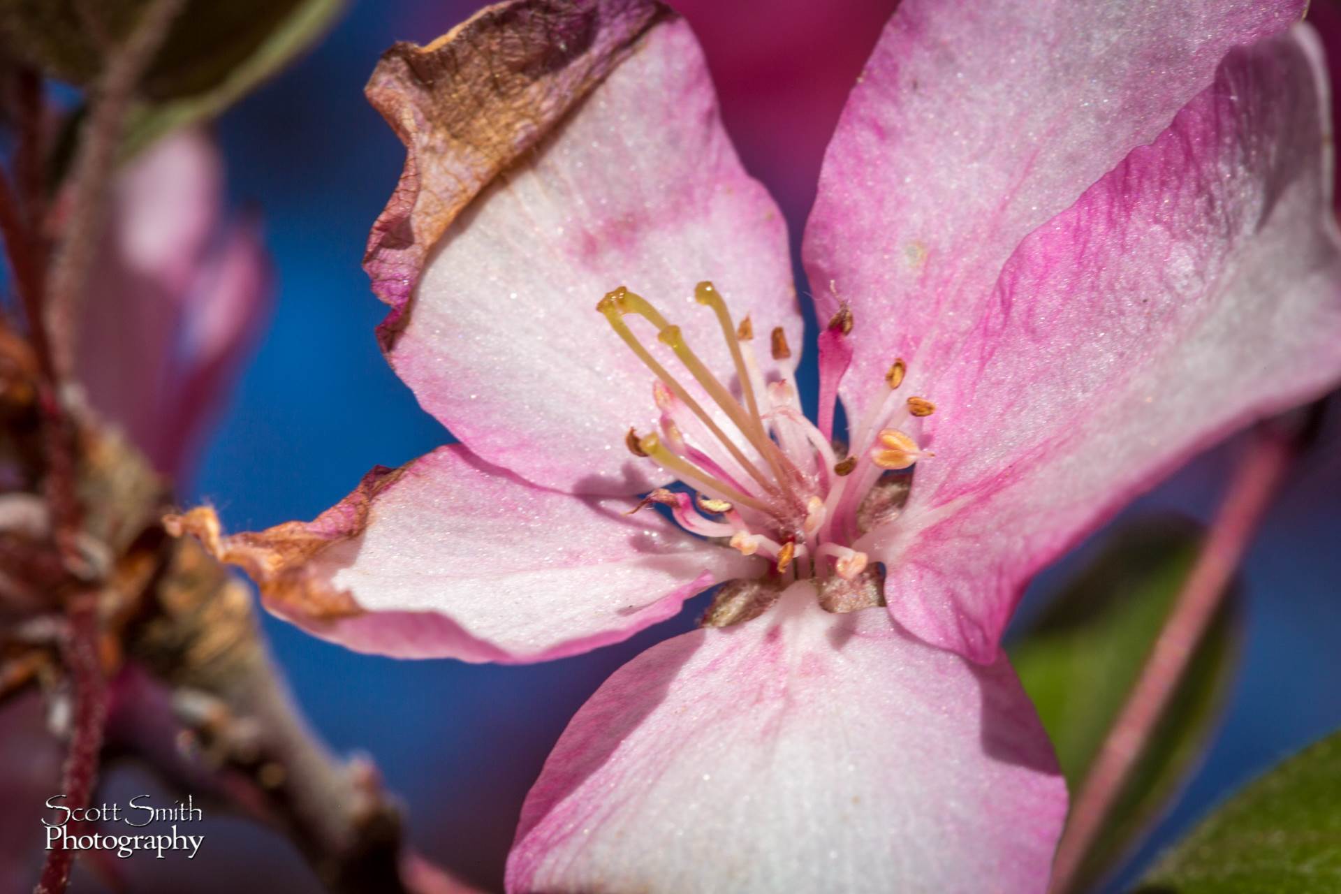 Spring Bloom -  by Scott Smith Photos