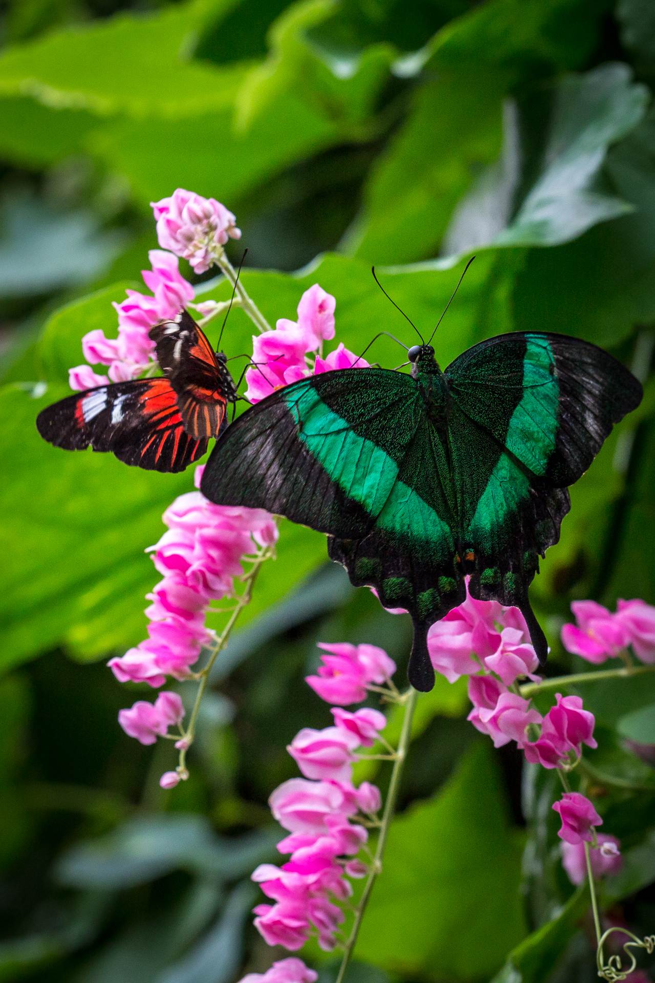 Pair of Butterflies - From the Butterfly Pavilion in Westminster, Colorado. by Scott Smith Photos