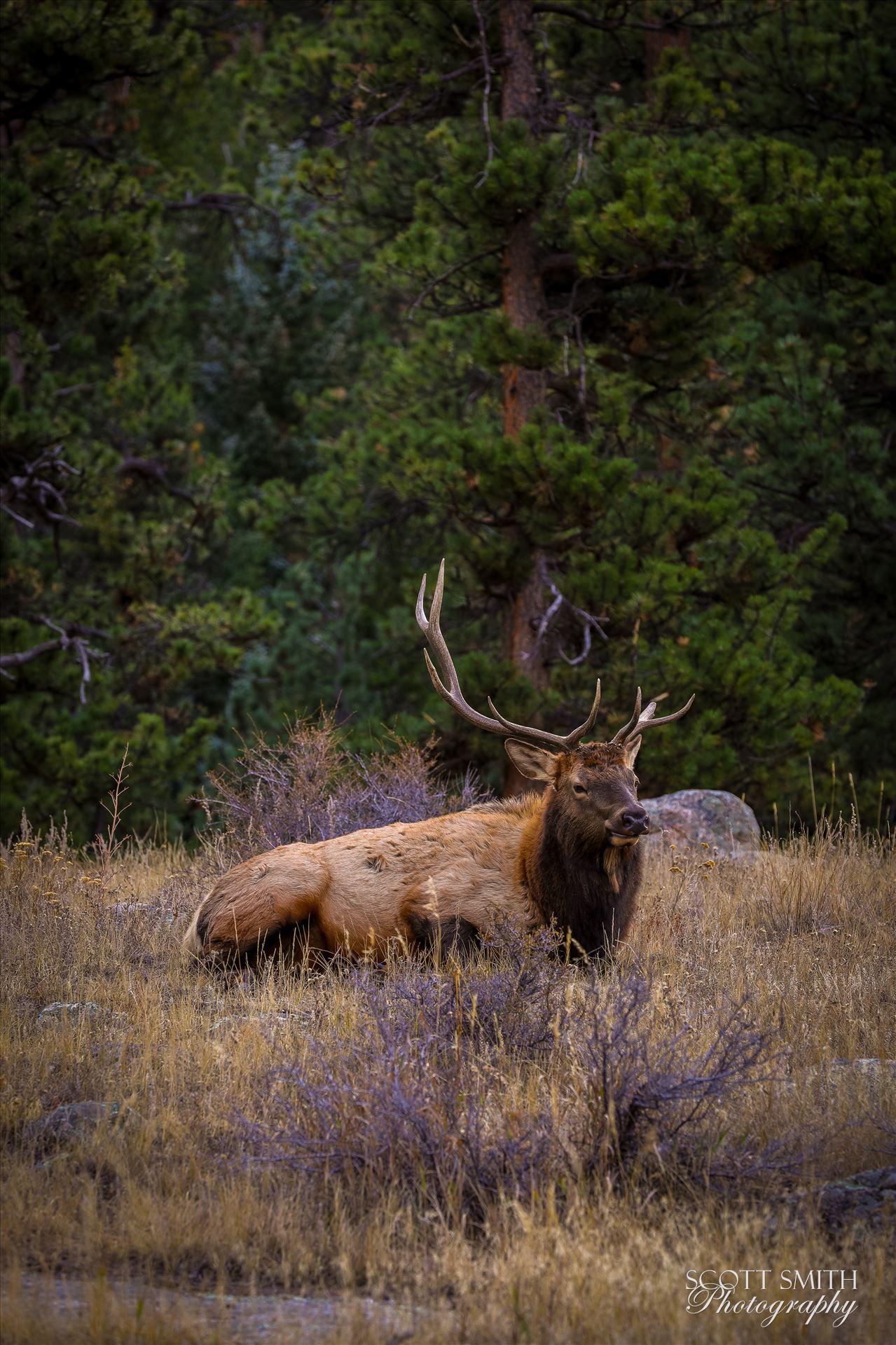 Sunday Elk No 08 - A heard of Elk near the entrance to Rocky Mountain National Park, Estes Park, Colorado. by Scott Smith Photos