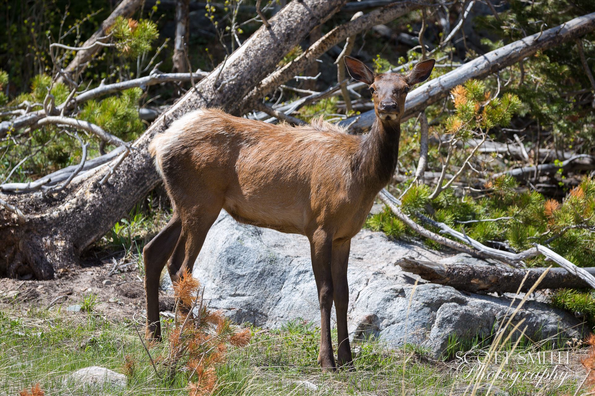 Young Elk -  by Scott Smith Photos