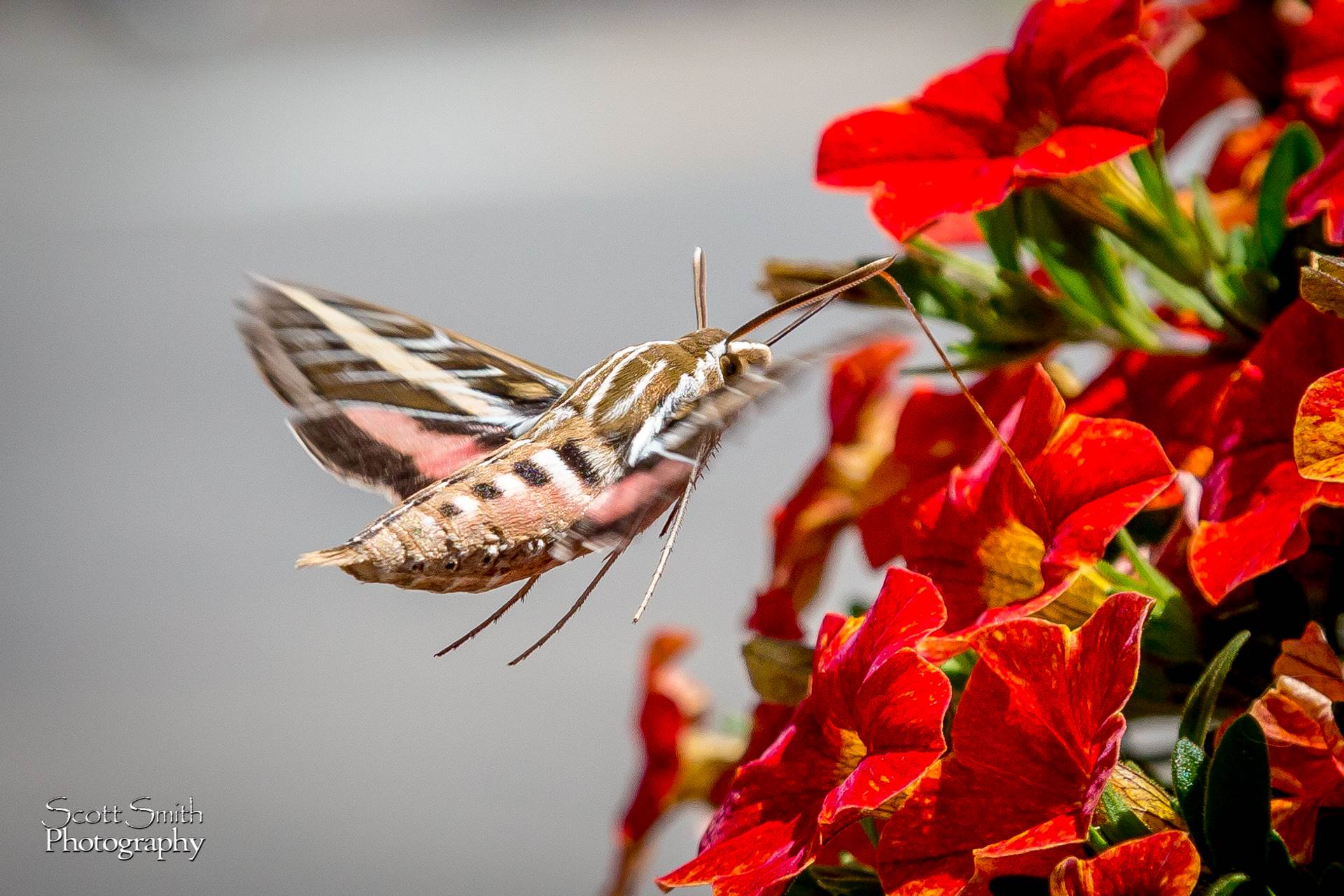 Hawk Moth - A large Hawk Moth feeds on some summer flowers in Frisco, CO. by Scott Smith Photos