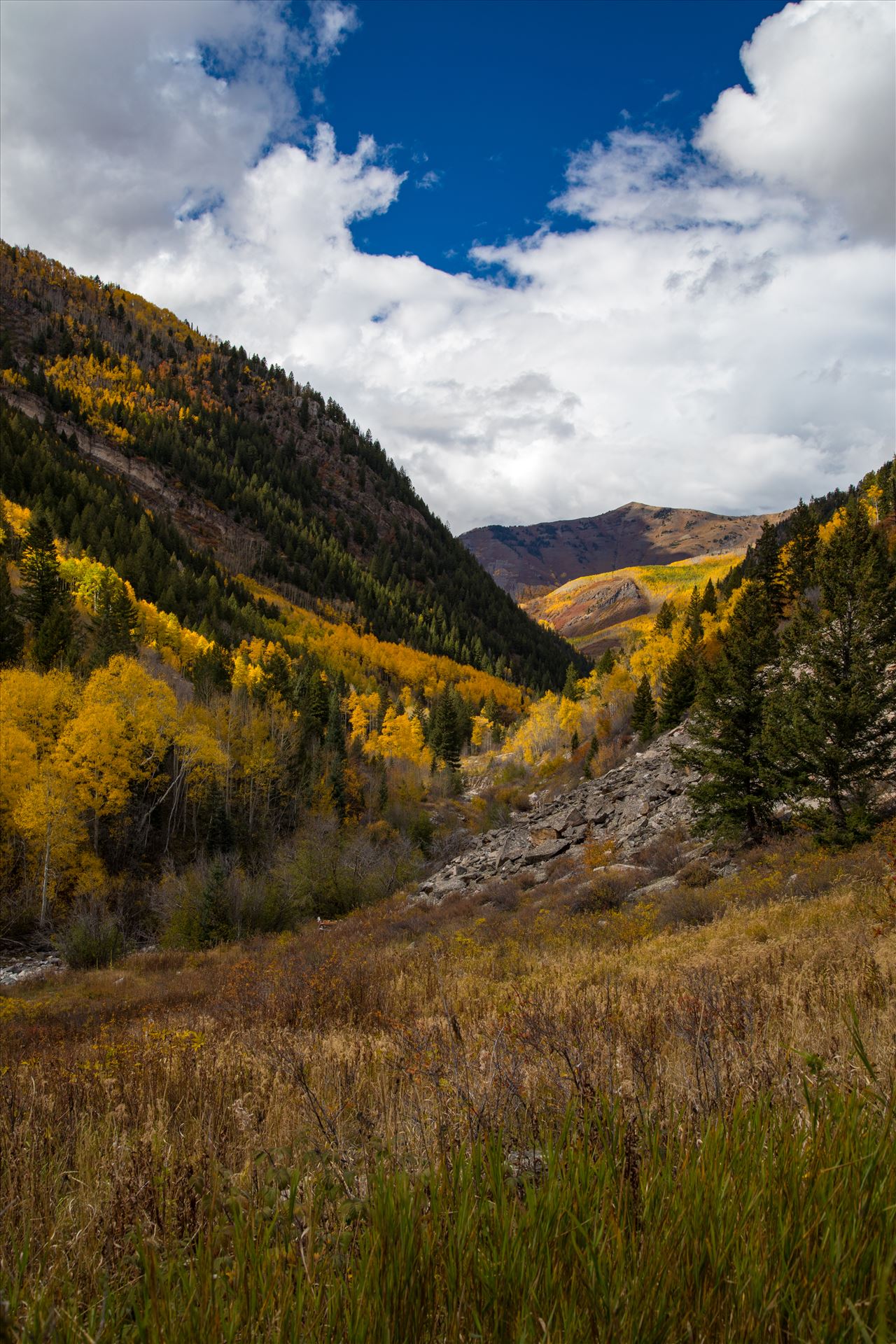 Snowmass Wilderness Area No 3 - Fall grasses and valley in the Snowmass Wilderness Area. by Scott Smith Photos