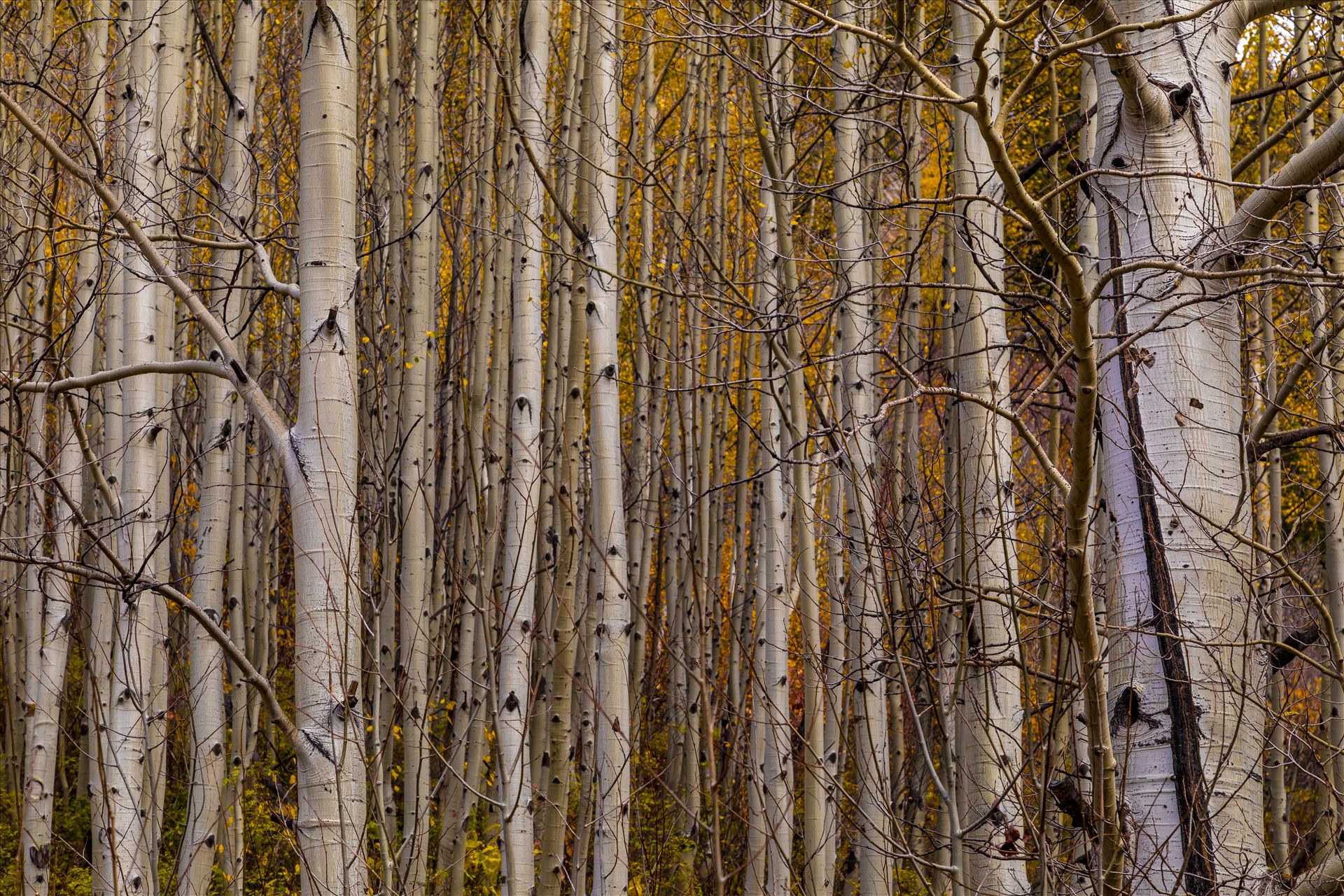 Simple Aspens - A dense grove of aspens near Marble, Colorado, in the fall. by Scott Smith Photos