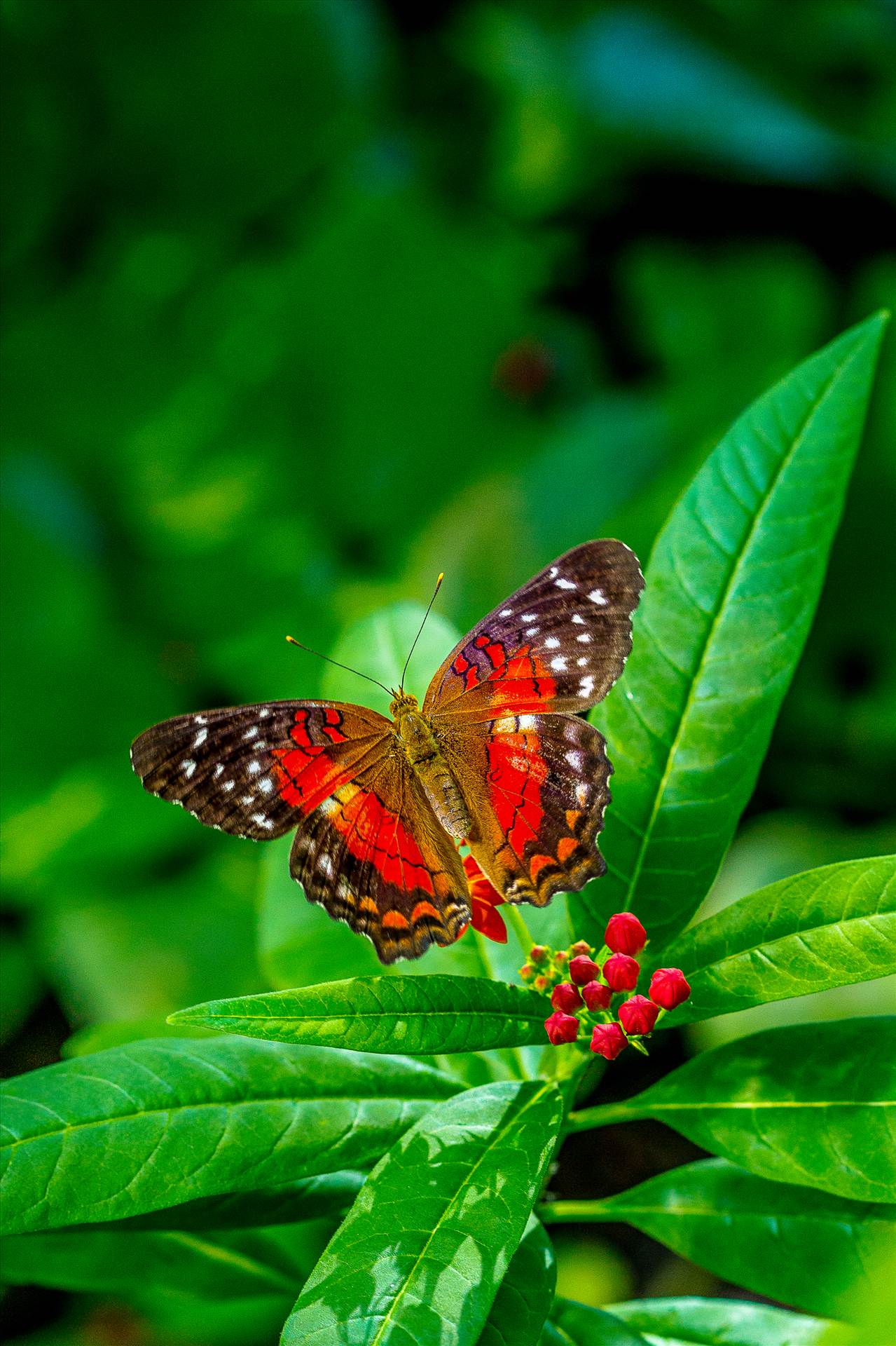 Butterfly at Rest - A colorful butterfly sits for a moment at the Butterfly Pavillion in Westminster, Colorado. by Scott Smith Photos