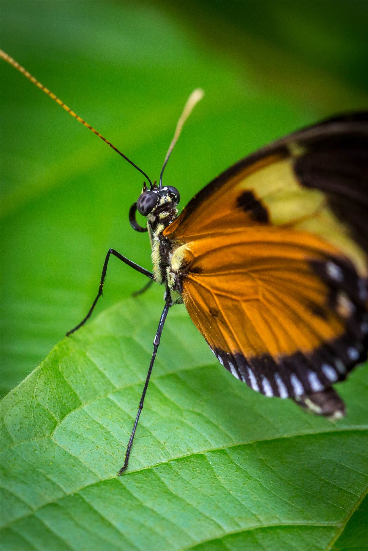 Butterfly Close Up - From the Butterfly Pavilion, Westminster, CO. by Scott Smith Photos