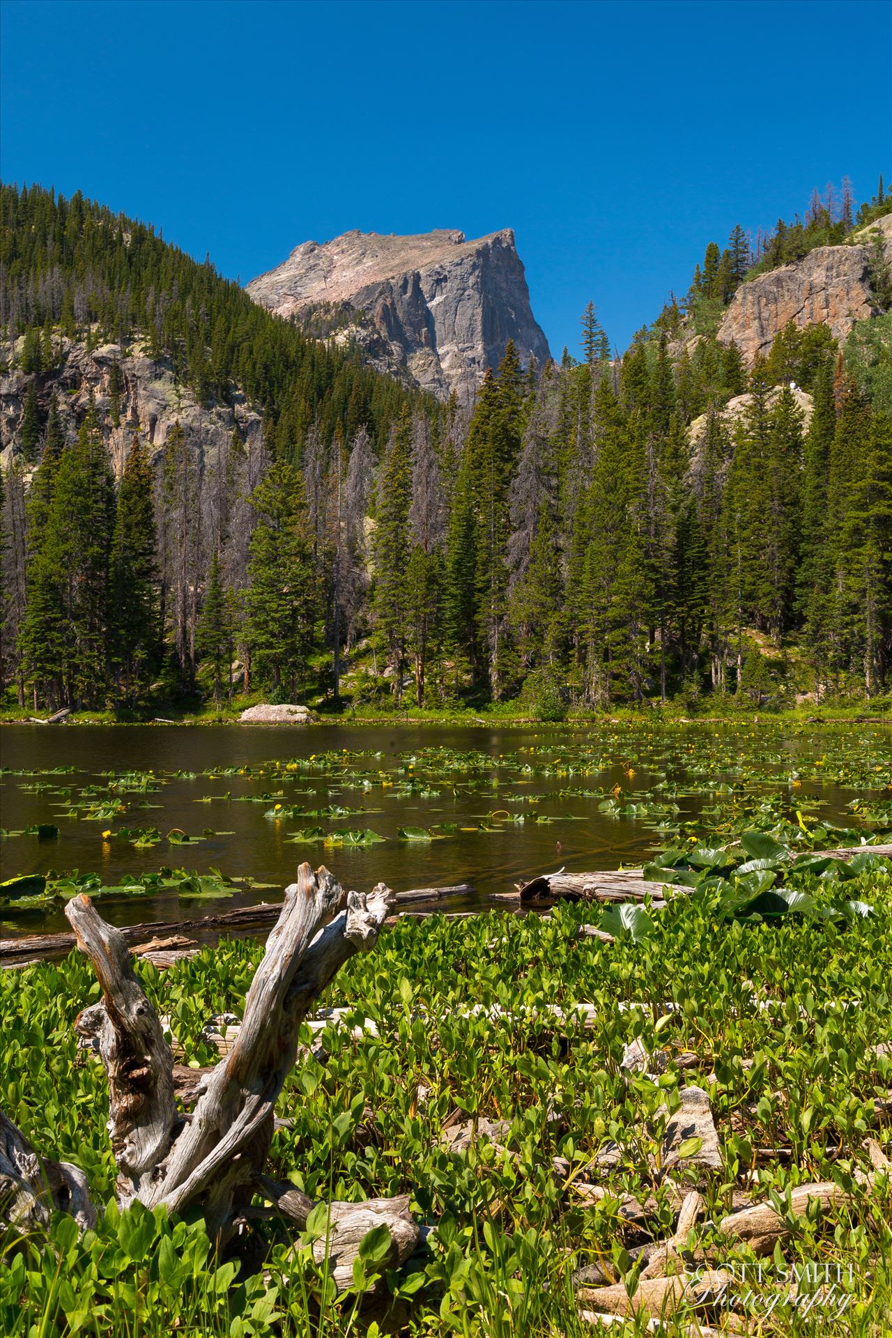 Nymph Lake No. 2 -  by Scott Smith Photos