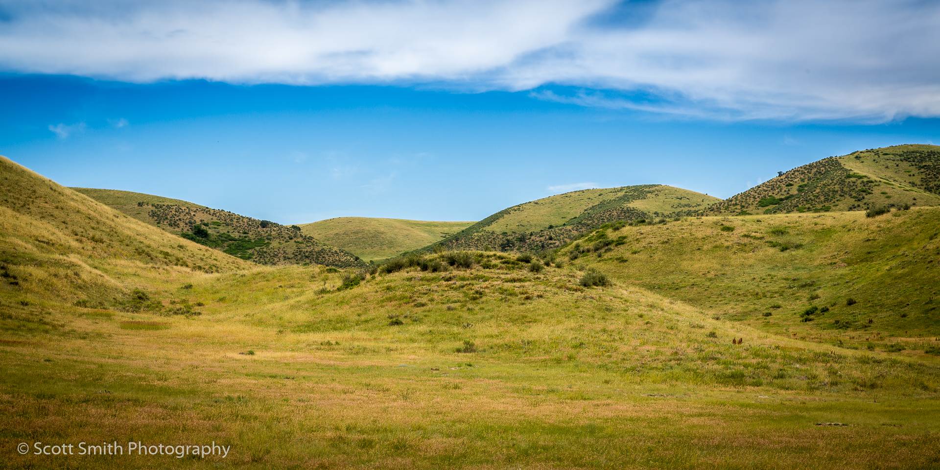 Green in Golden -  by Scott Smith Photos