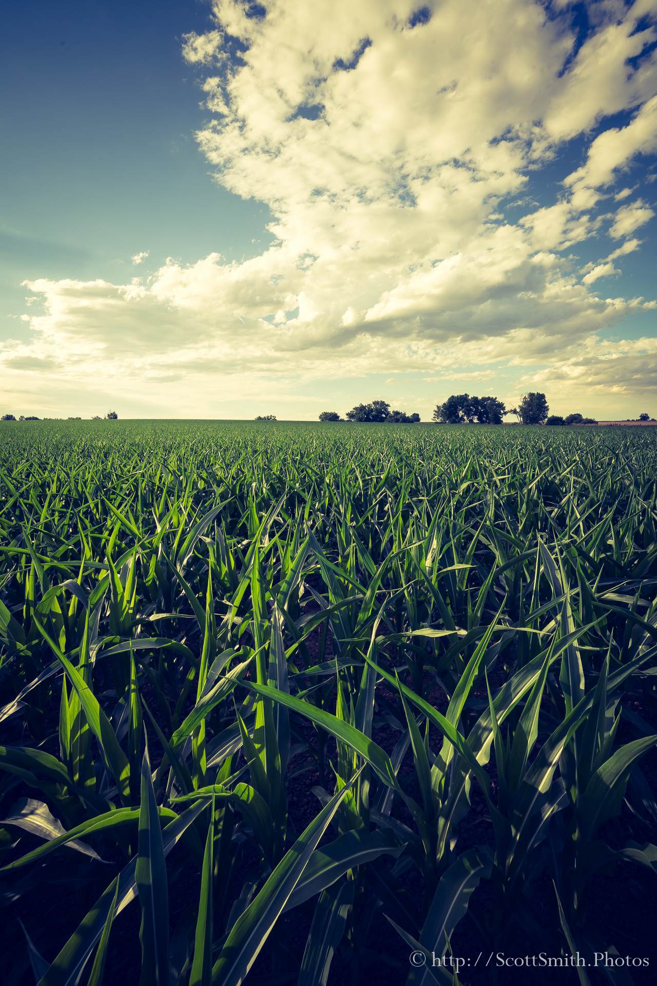 Summer Corn Crop - A large cornfield, about waist-high, growing near Longmont, Colorado off Highway 52. by Scott Smith Photos