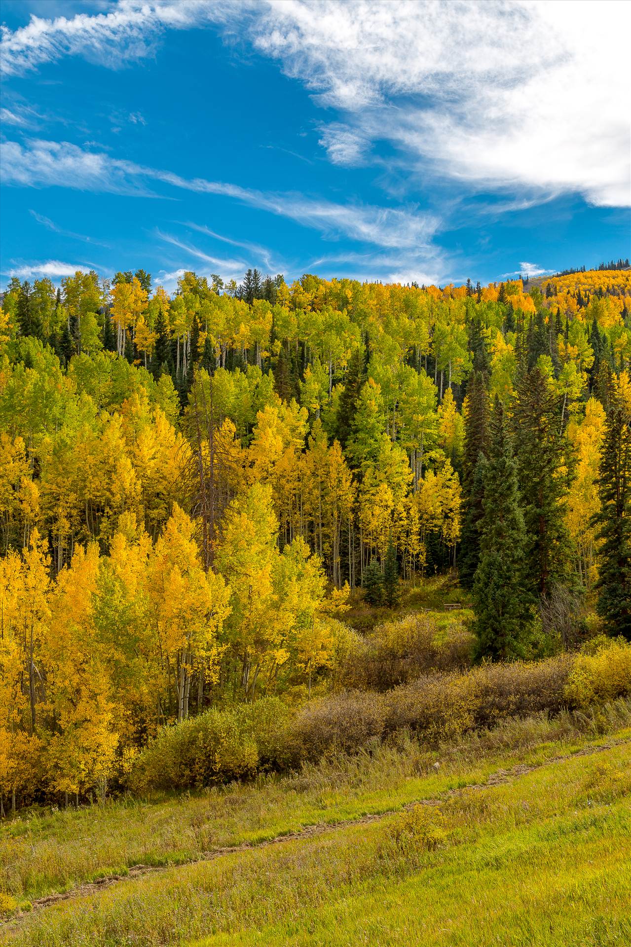 Snowmass Hillside No 3 -  by Scott Smith Photos