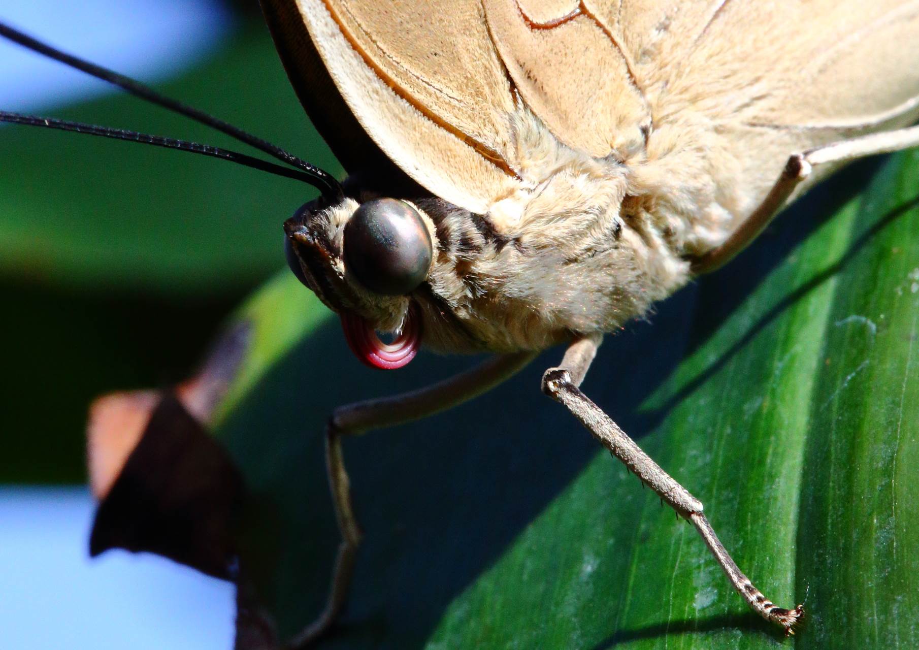 Ready for my Closeup - Macro shot of a butterfly, with curled proboscis. by Scott Smith Photos