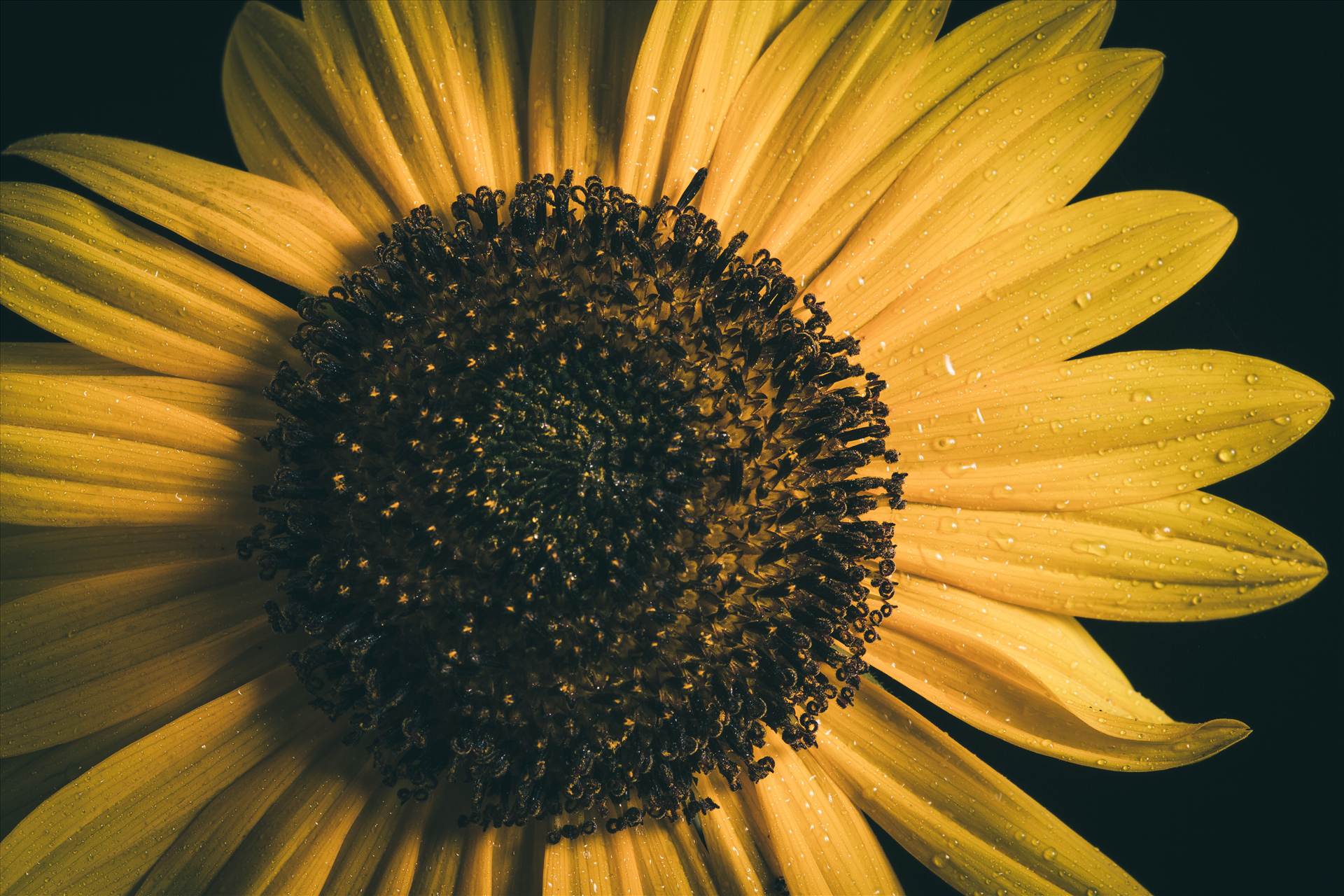 Backyard Sunflowers I - Sunflowers from our back yard. by Scott Smith Photos