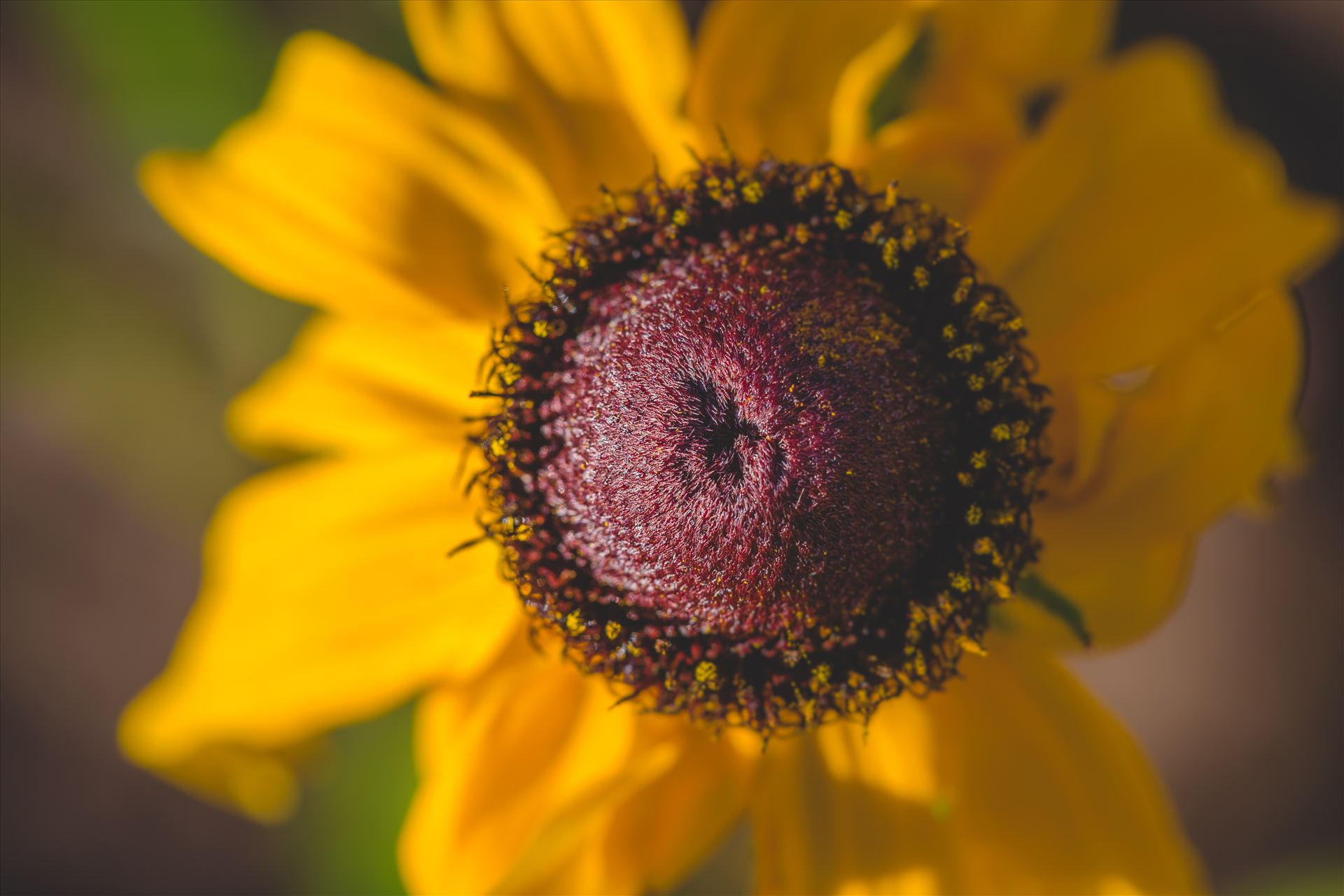 Yellow Petals -  by Scott Smith Photos