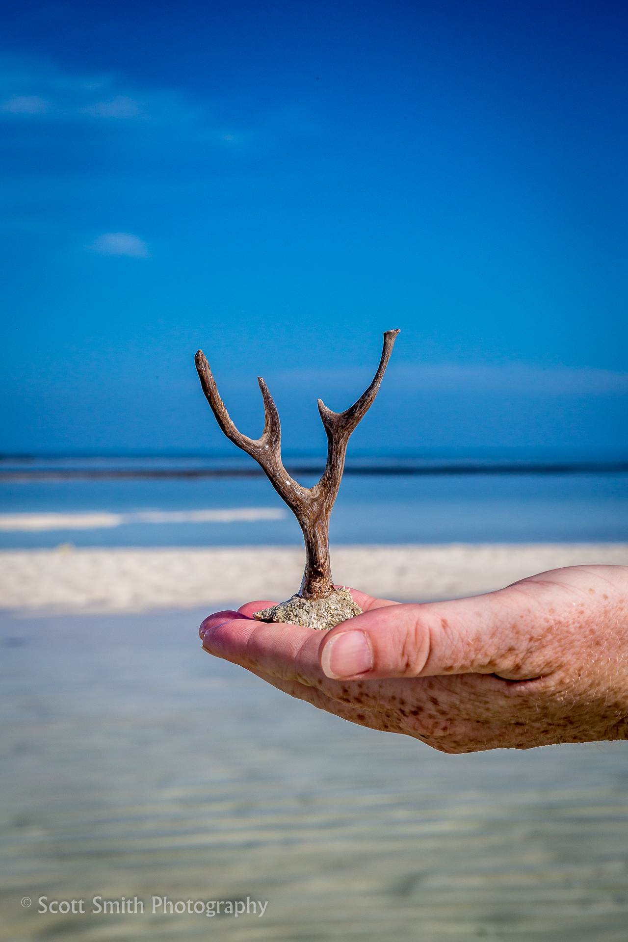 _C4C1449.jpg -  by Scott Smith Photos