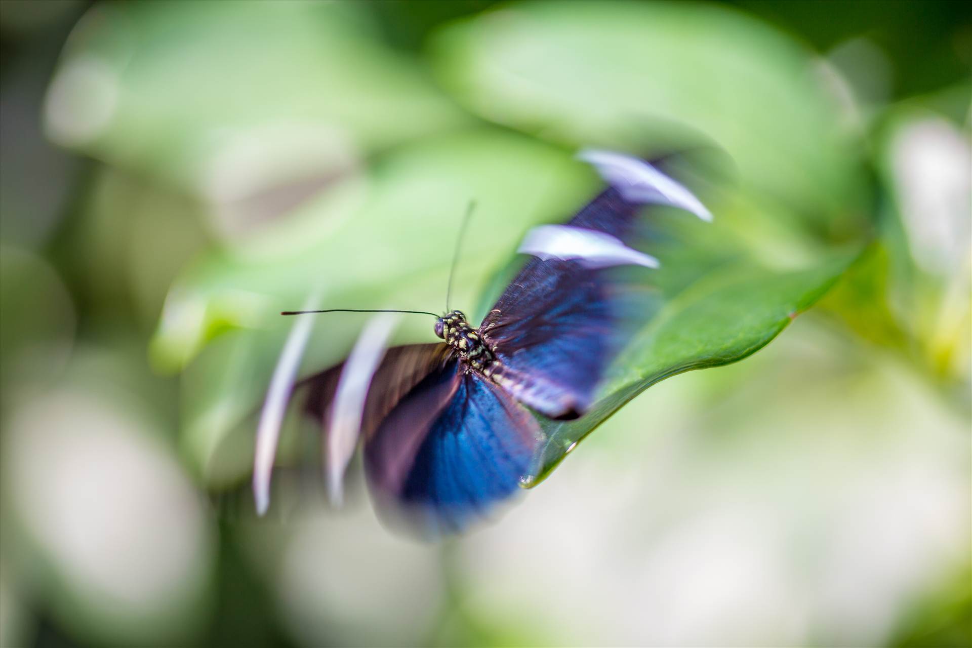 Flutter - A butterfly hovers gracefully at the Butterfly Pavillion, Westminster, Colorado. by Scott Smith Photos