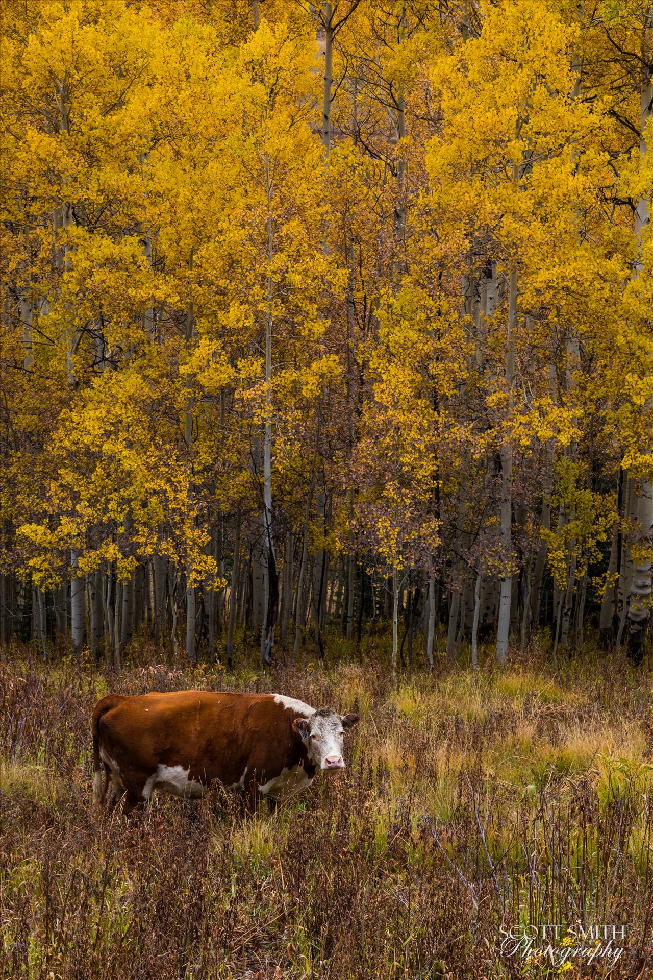 Fall Grazing -  by Scott Smith Photos