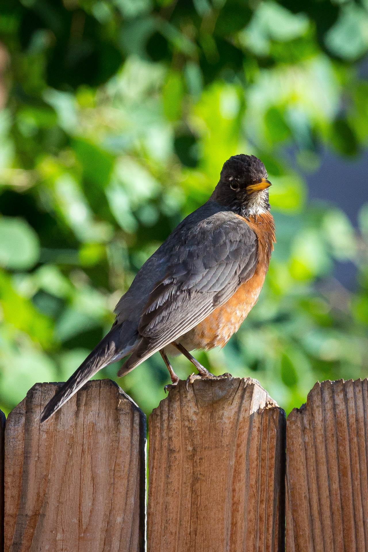 Spring Bird - Bird description by Scott Smith Photos