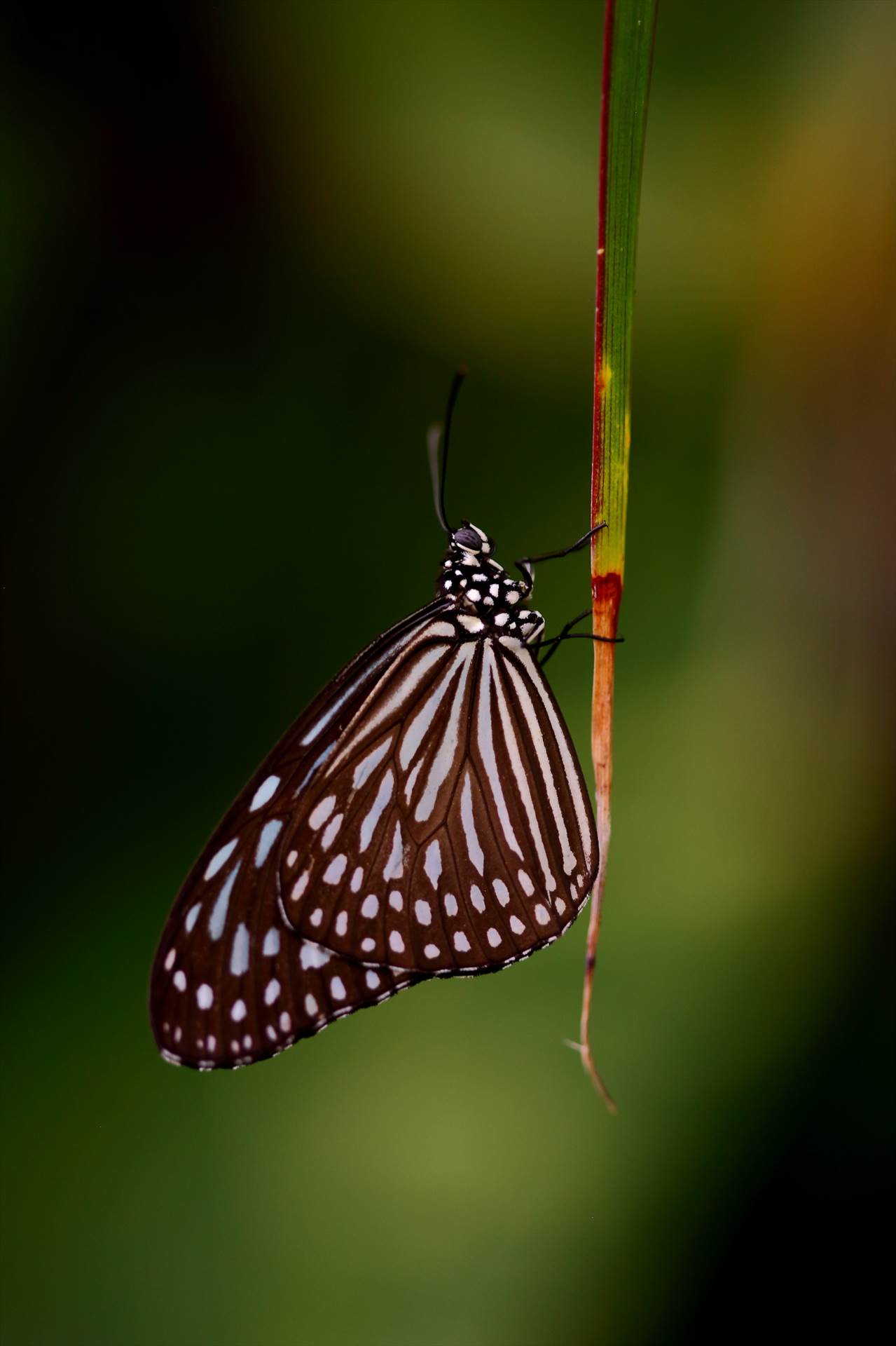 BC4C2462.JPG -  by Scott Smith Photos