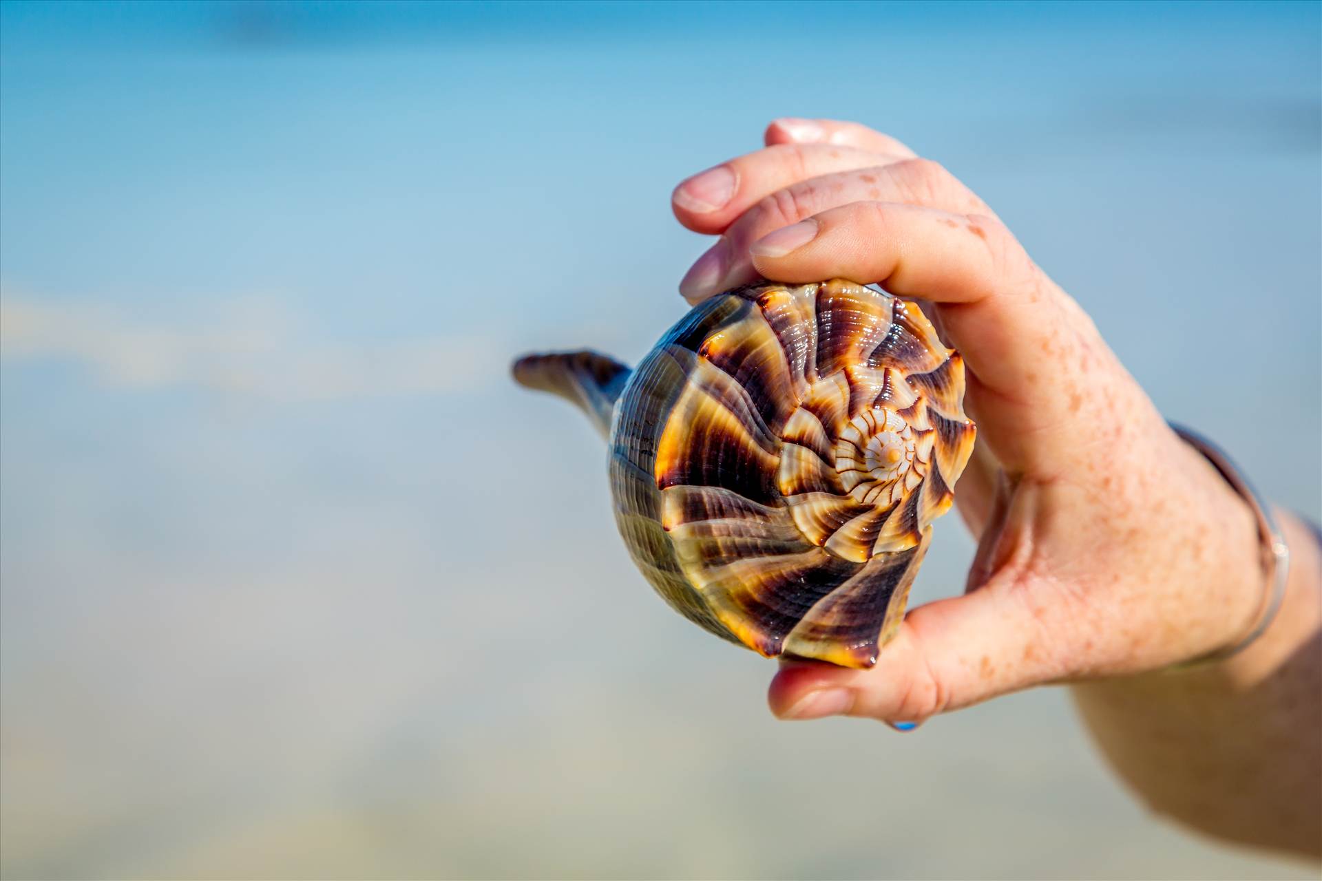 Shell in Hand - A beautiful conch found on Woman Key, near Key West, Florida. by Scott Smith Photos