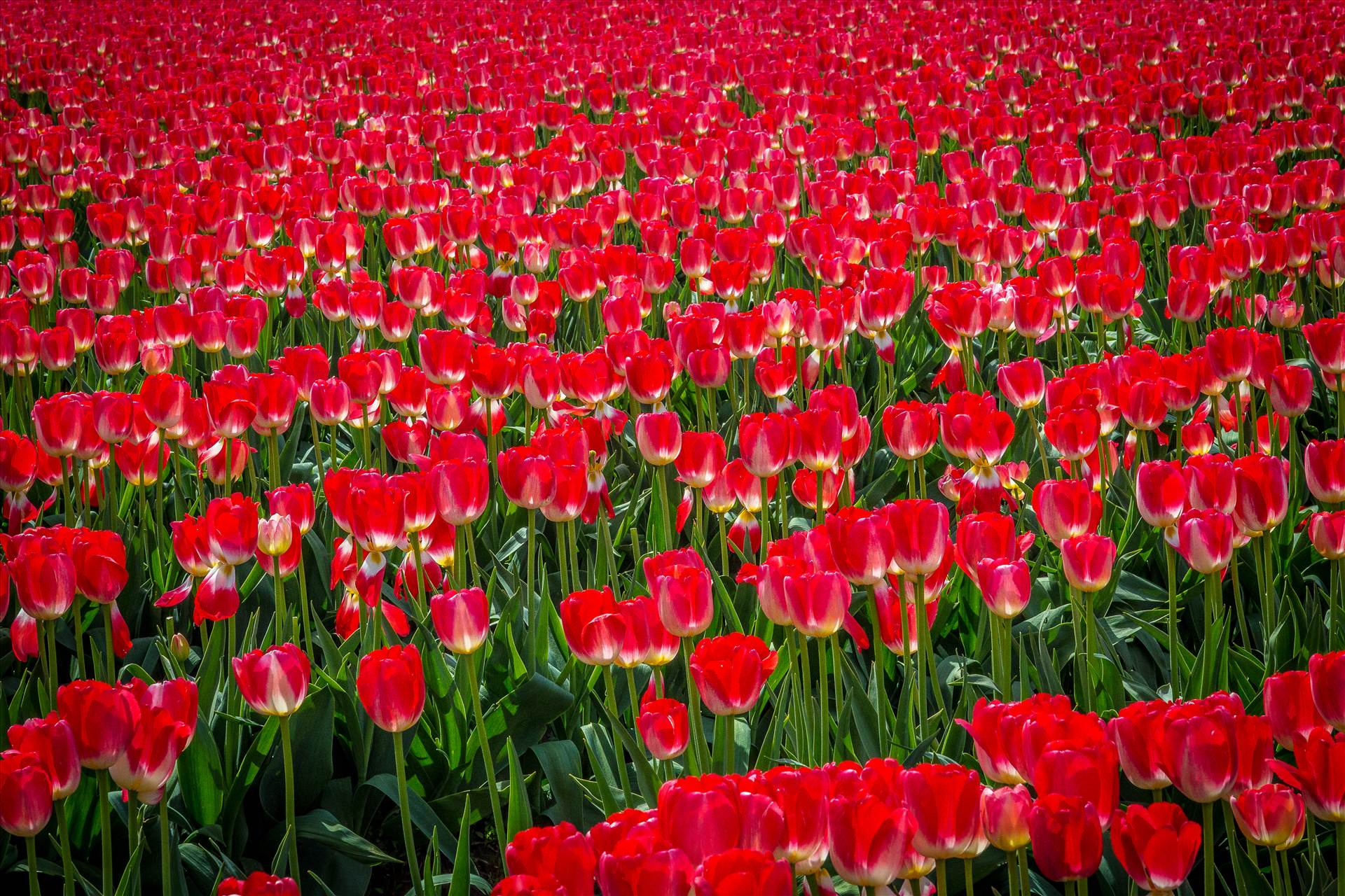 Sea of Red Tulips - From the Skagit County Tulip Festival in Washington state. by Scott Smith Photos